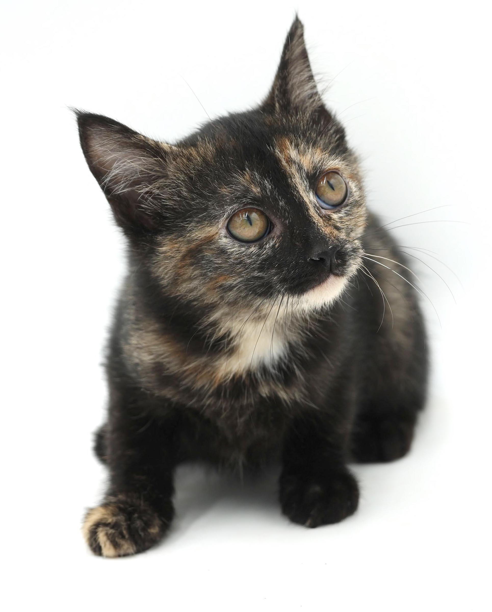 Enlarge Polynesia is petite and perfect and our Halloween rainbow - loves bro Chicken Mini, a Adoptable Tortoiseshell in Bedford Hills, NY image 6/6