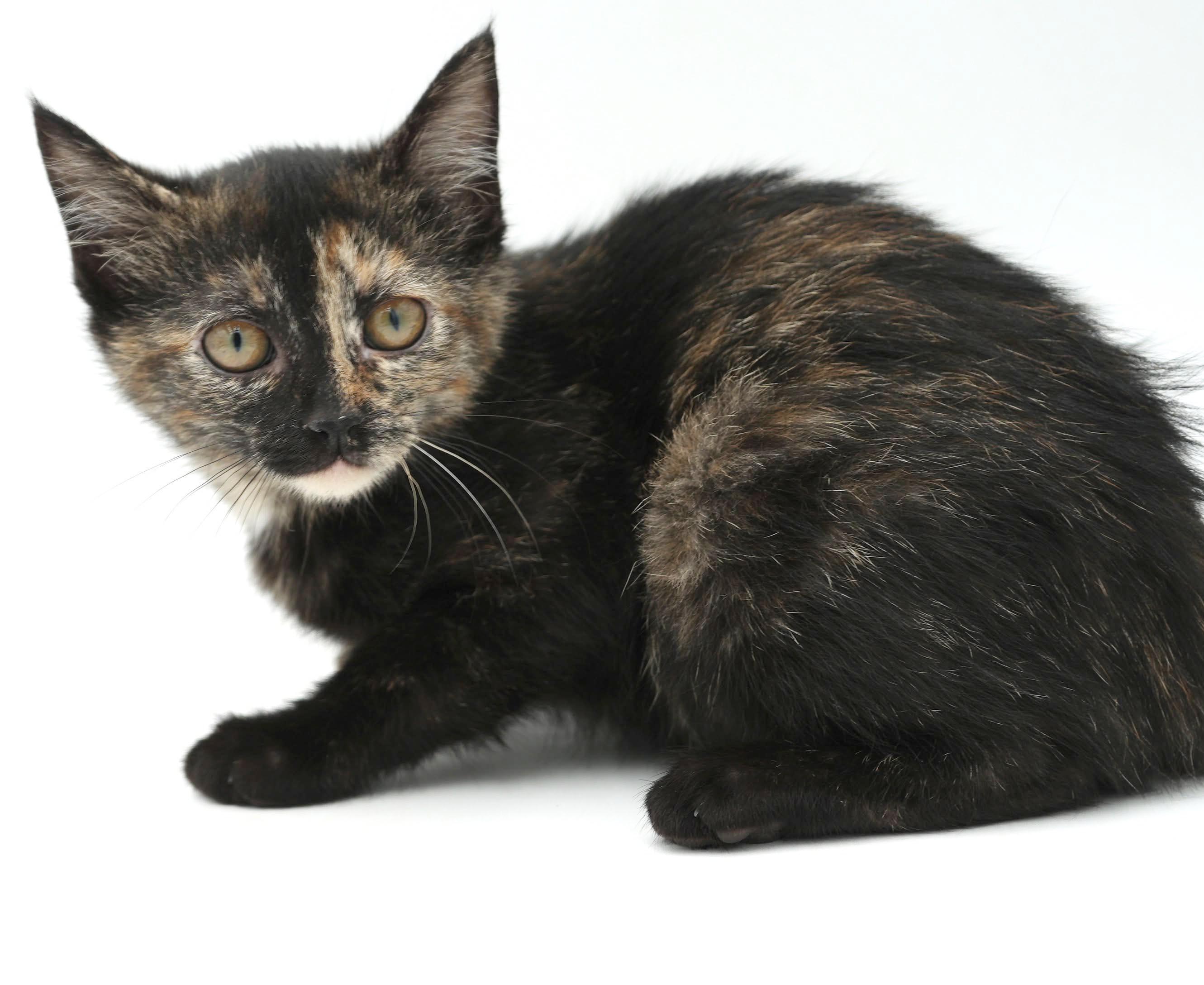 Enlarge Polynesia is petite and perfect and our Halloween rainbow - loves bro Chicken Mini, a Adoptable Tortoiseshell in Bedford Hills, NY image 2/6