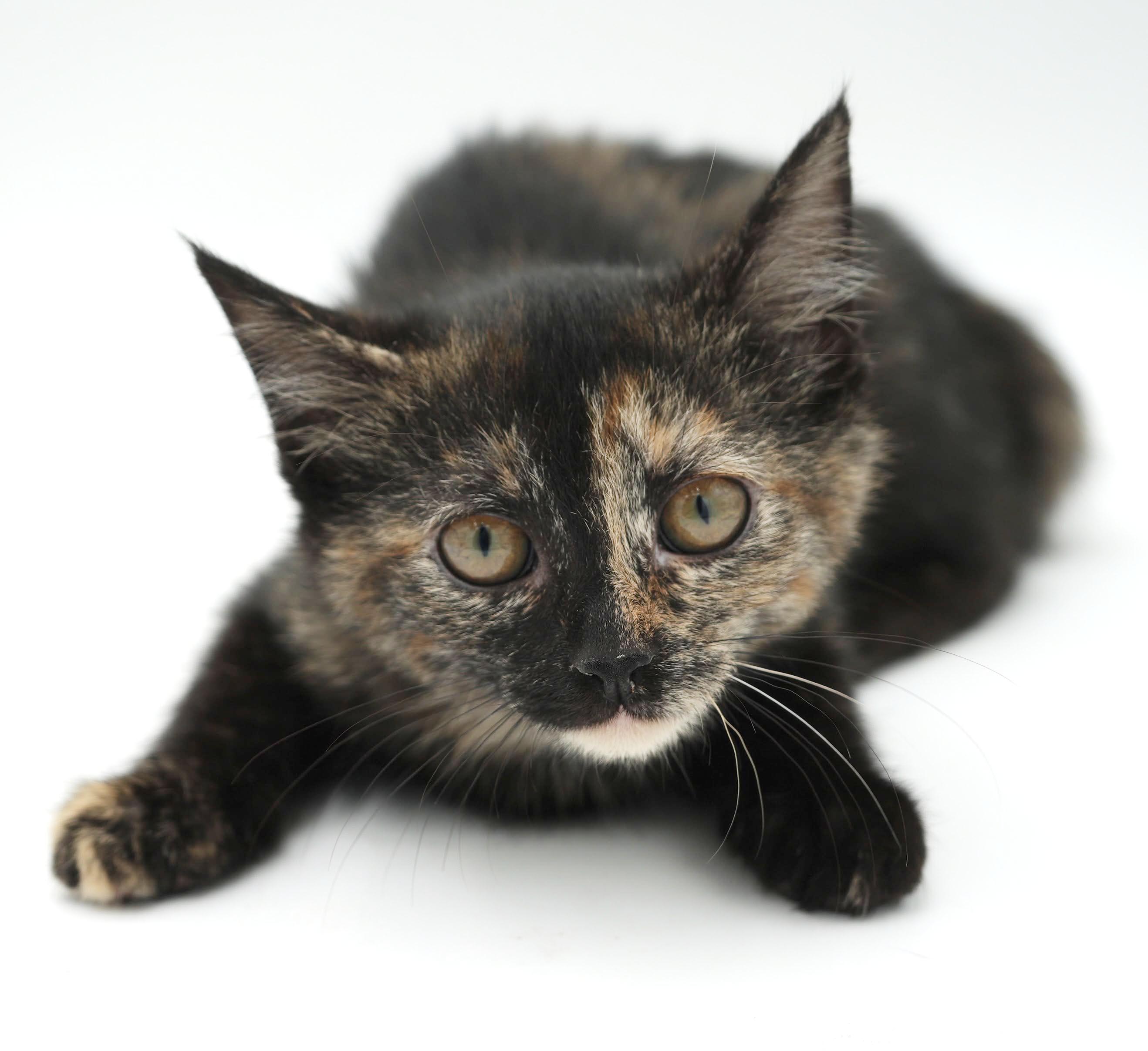 Enlarge Polynesia is petite and perfect and our Halloween rainbow - loves bro Chicken Mini, a Adoptable Tortoiseshell in Bedford Hills, NY image 5/6