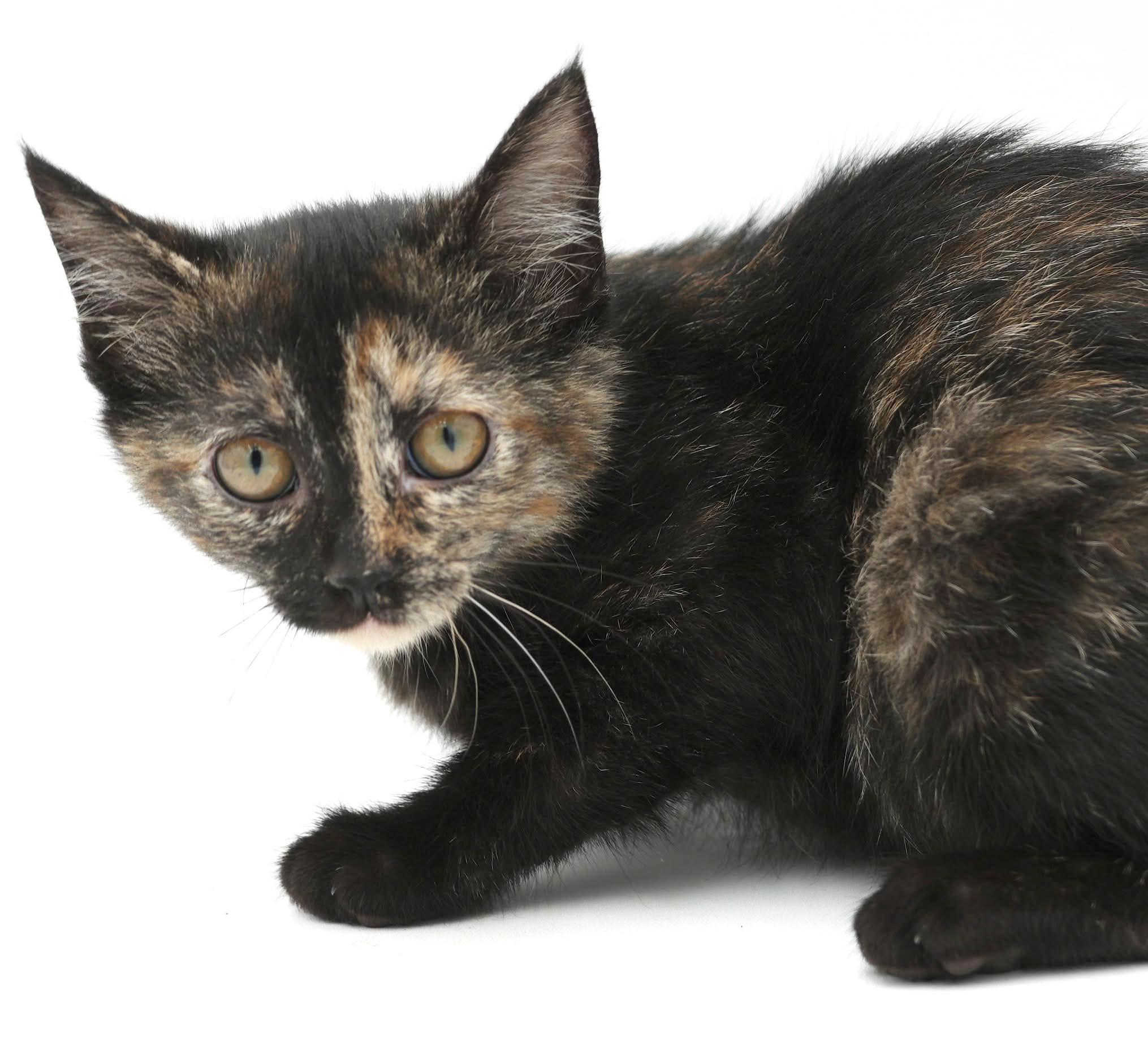 Enlarge Polynesia is petite and perfect and our Halloween rainbow - loves bro Chicken Mini, a Adoptable Tortoiseshell in Bedford Hills, NY image 4/6