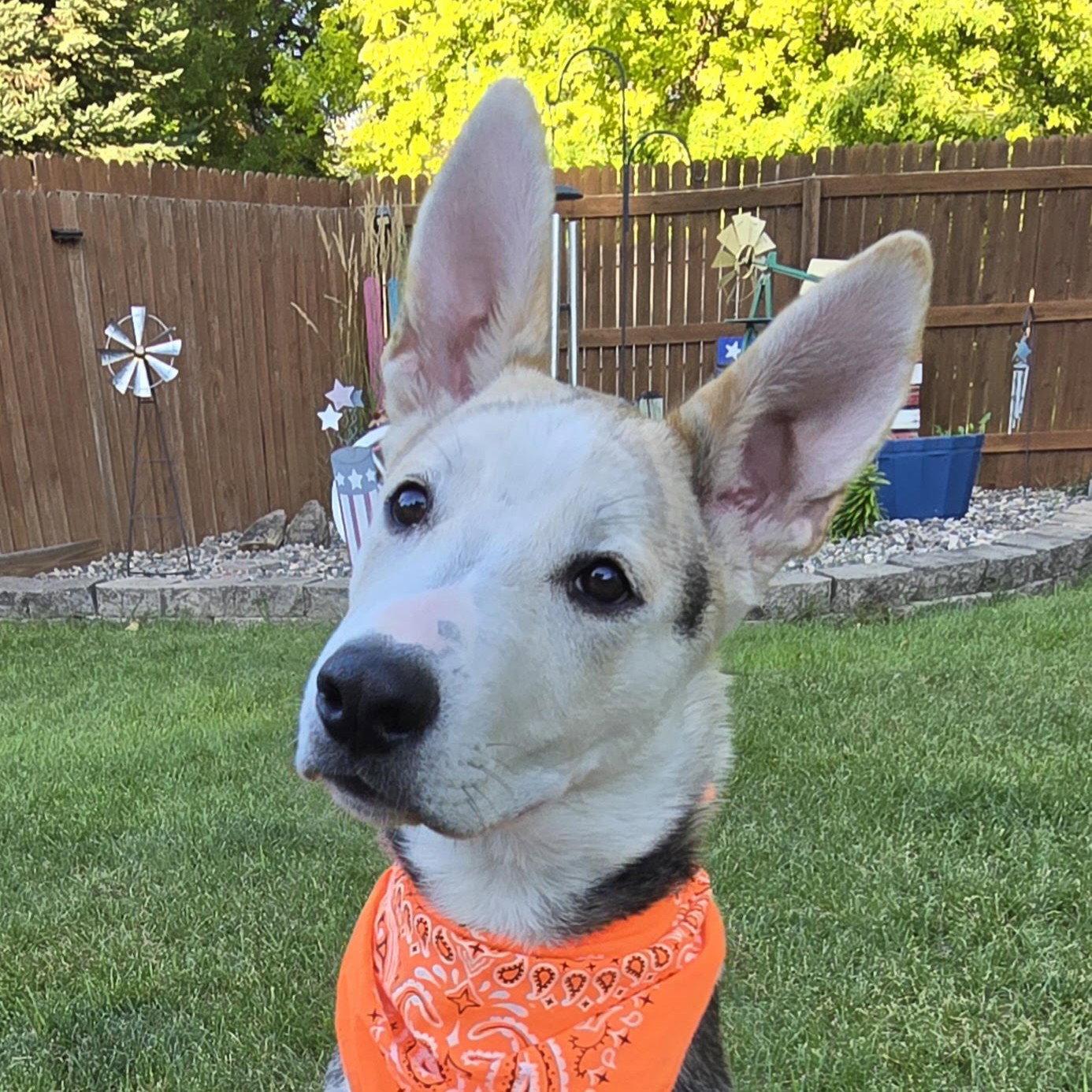 Kojak, Adoptable, Young Male Husky.