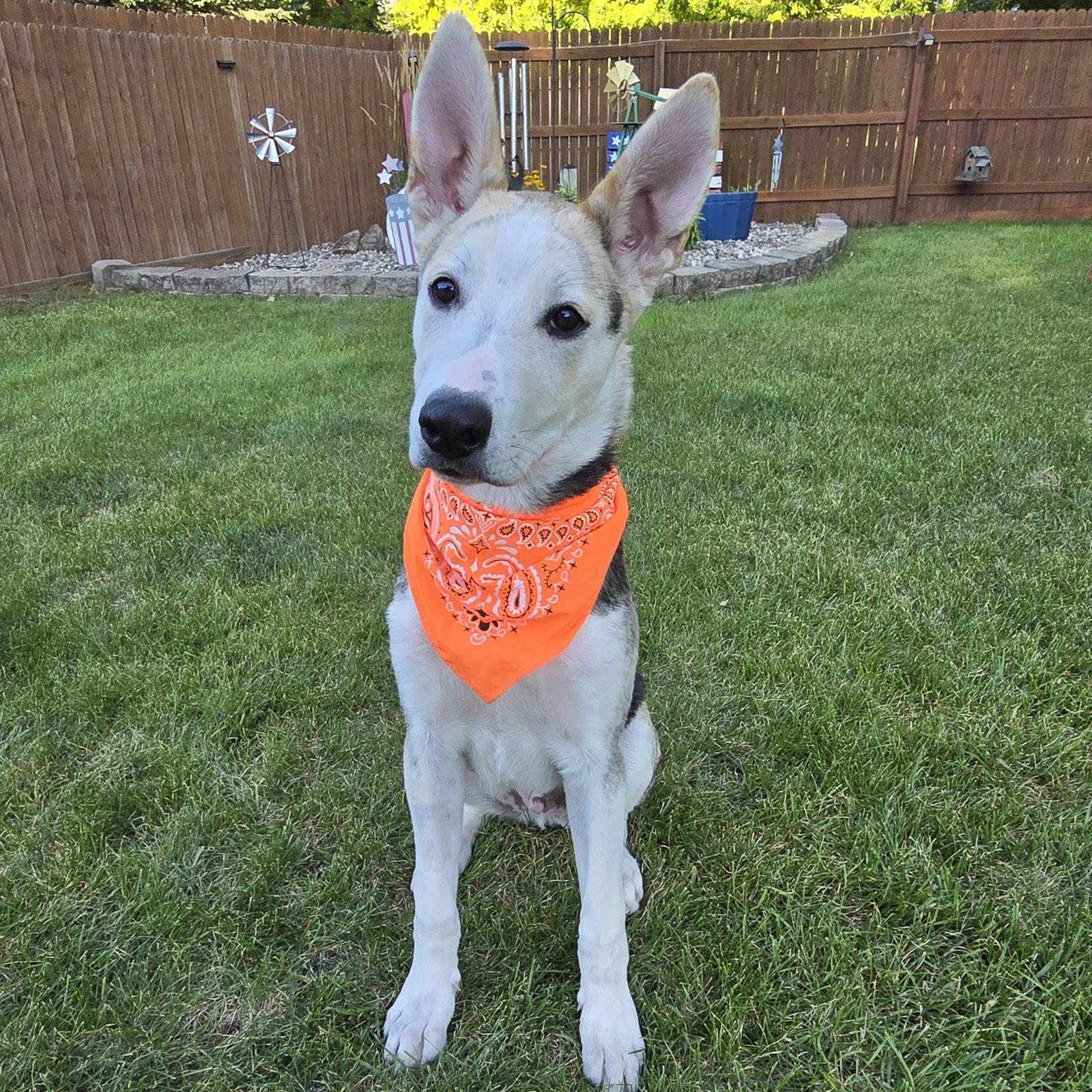Enlarge Kojak, a Adoptable Husky in Fargo, ND image 3/3