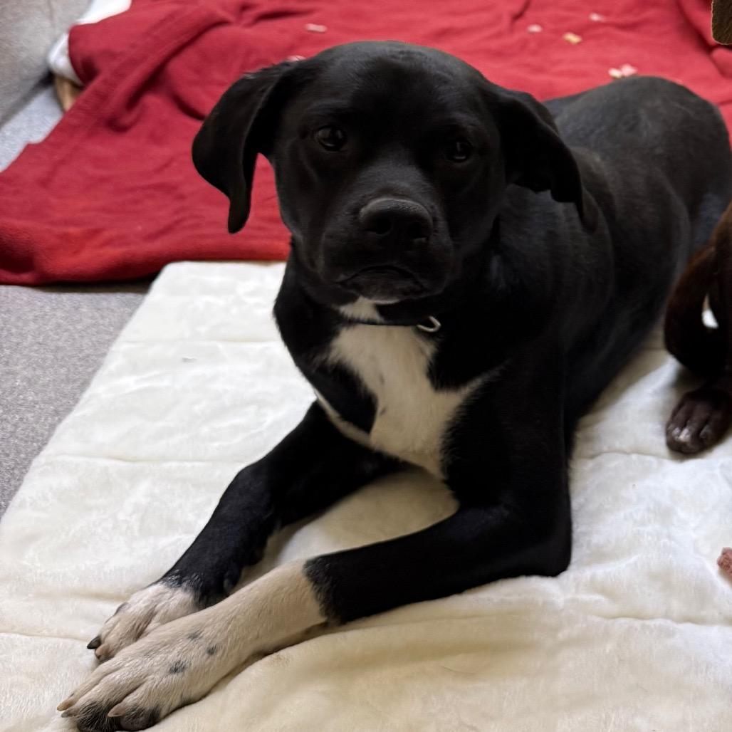 Sid, a Adoptable Mixed Breed in Cedaredge, CO image 1/6