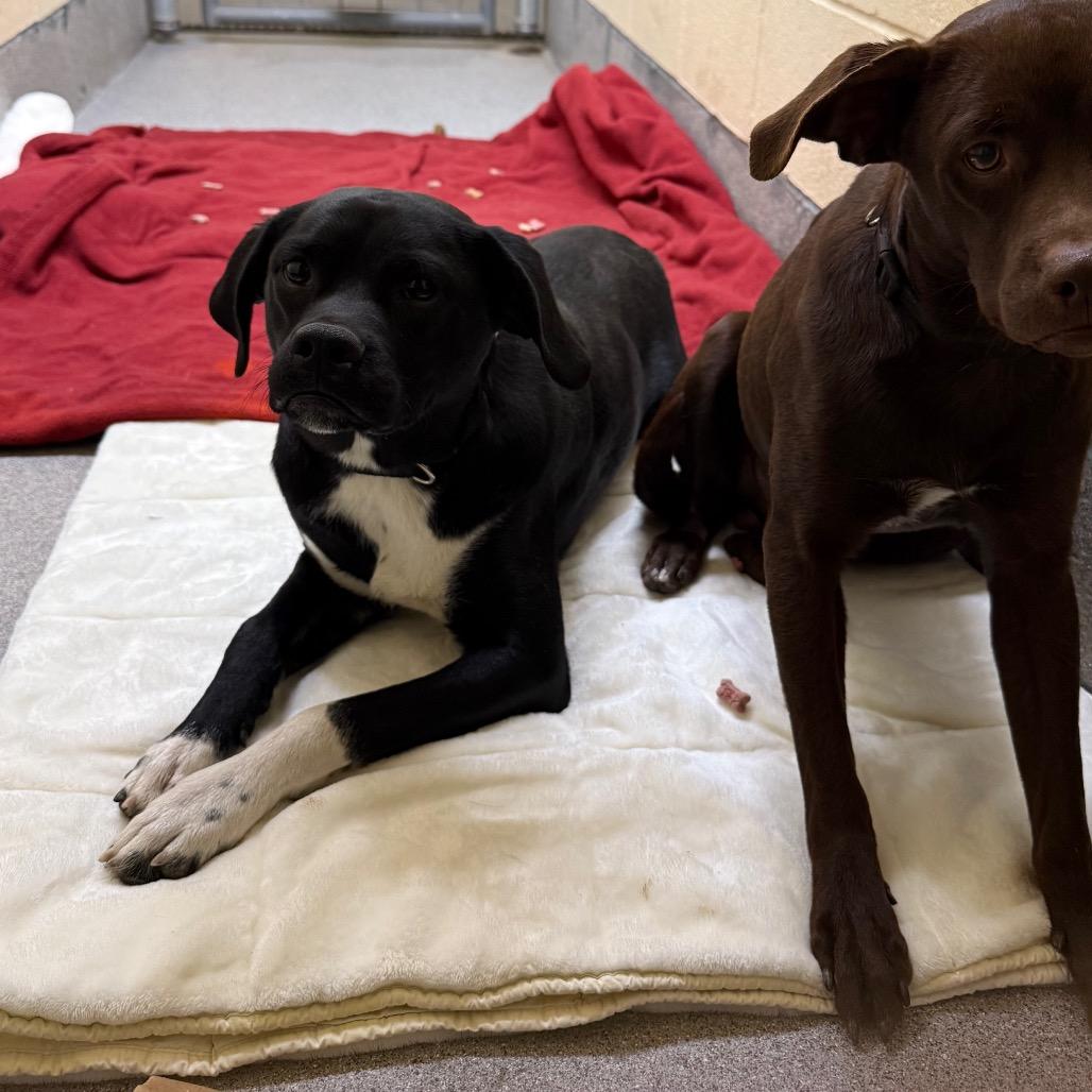 Sid, a Adoptable Mixed Breed in Cedaredge, CO image 2/6