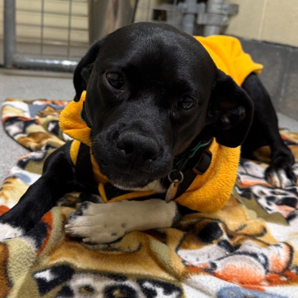 Sid, a Adoptable Mixed Breed in Cedaredge, CO image 3/6