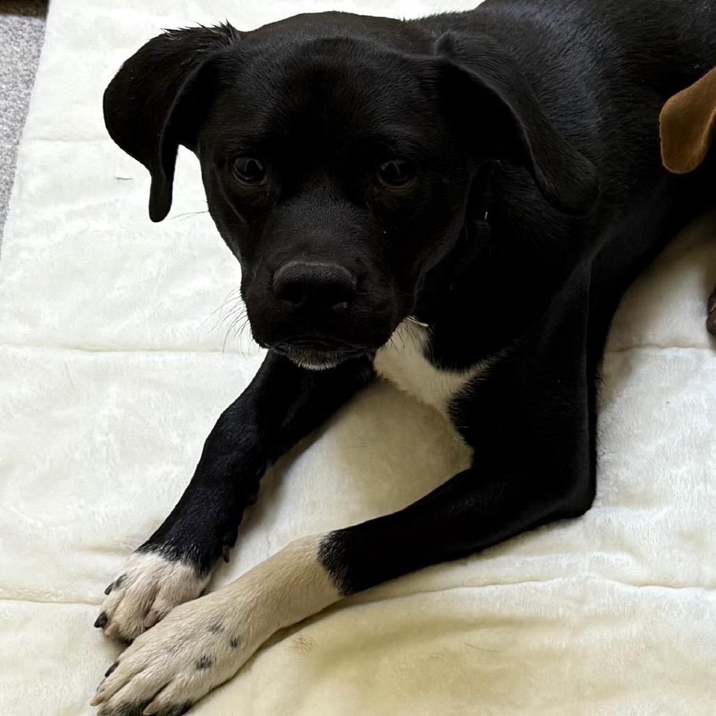 Sid, a Adoptable Mixed Breed in Cedaredge, CO image 4/6