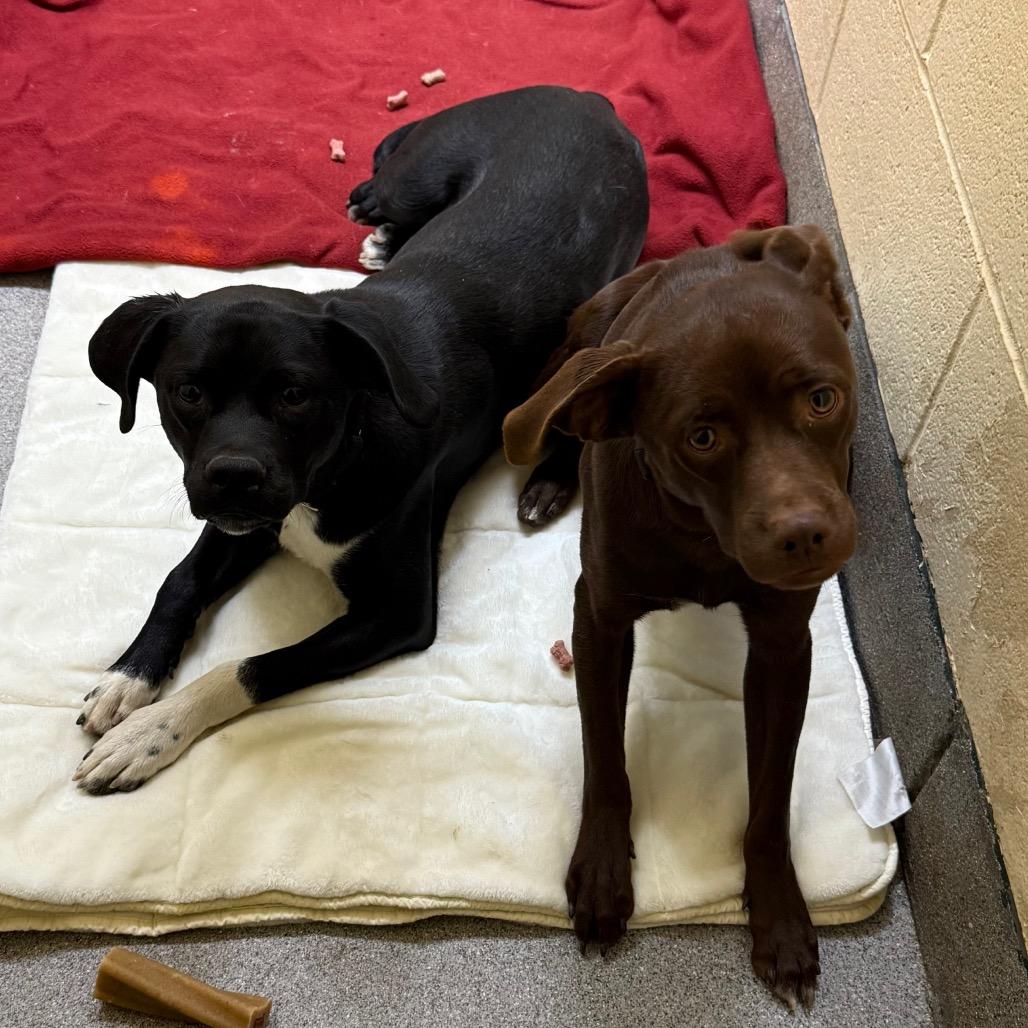 Sid, a Adoptable Mixed Breed in Cedaredge, CO image 5/6