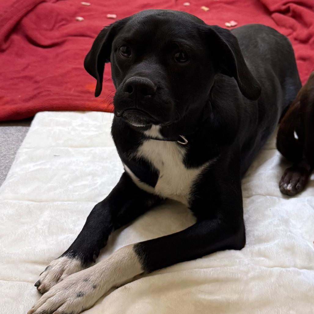 Sid, a Adoptable Mixed Breed in Cedaredge, CO image 6/6