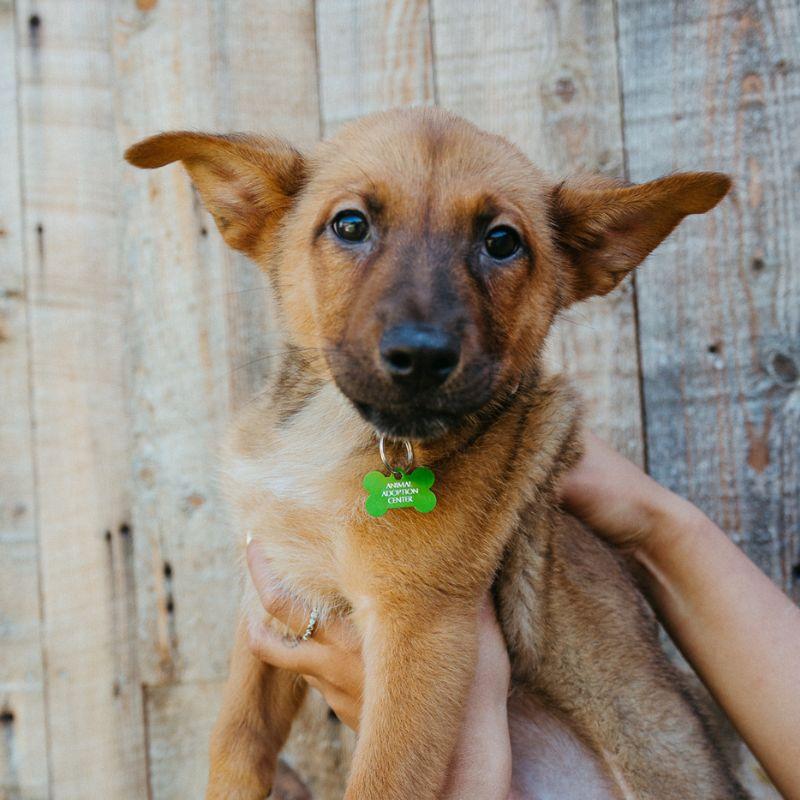 Spinner, ADOPTABLE, Puppy Male Australian Cattle Dog / Blue Heeler.