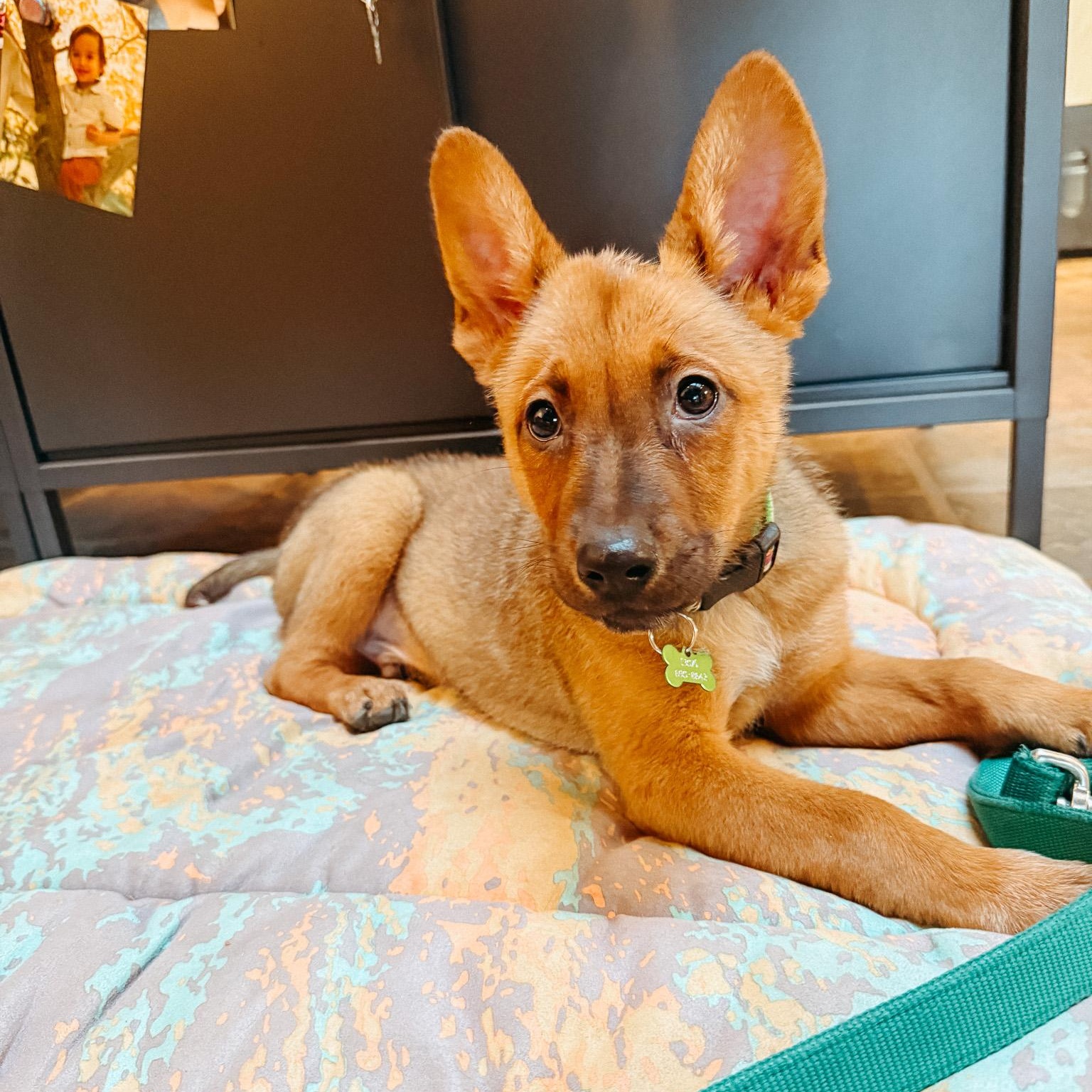 Enlarge Spinner, a ADOPTABLE mixed breed in Jackson, WY image 2/2