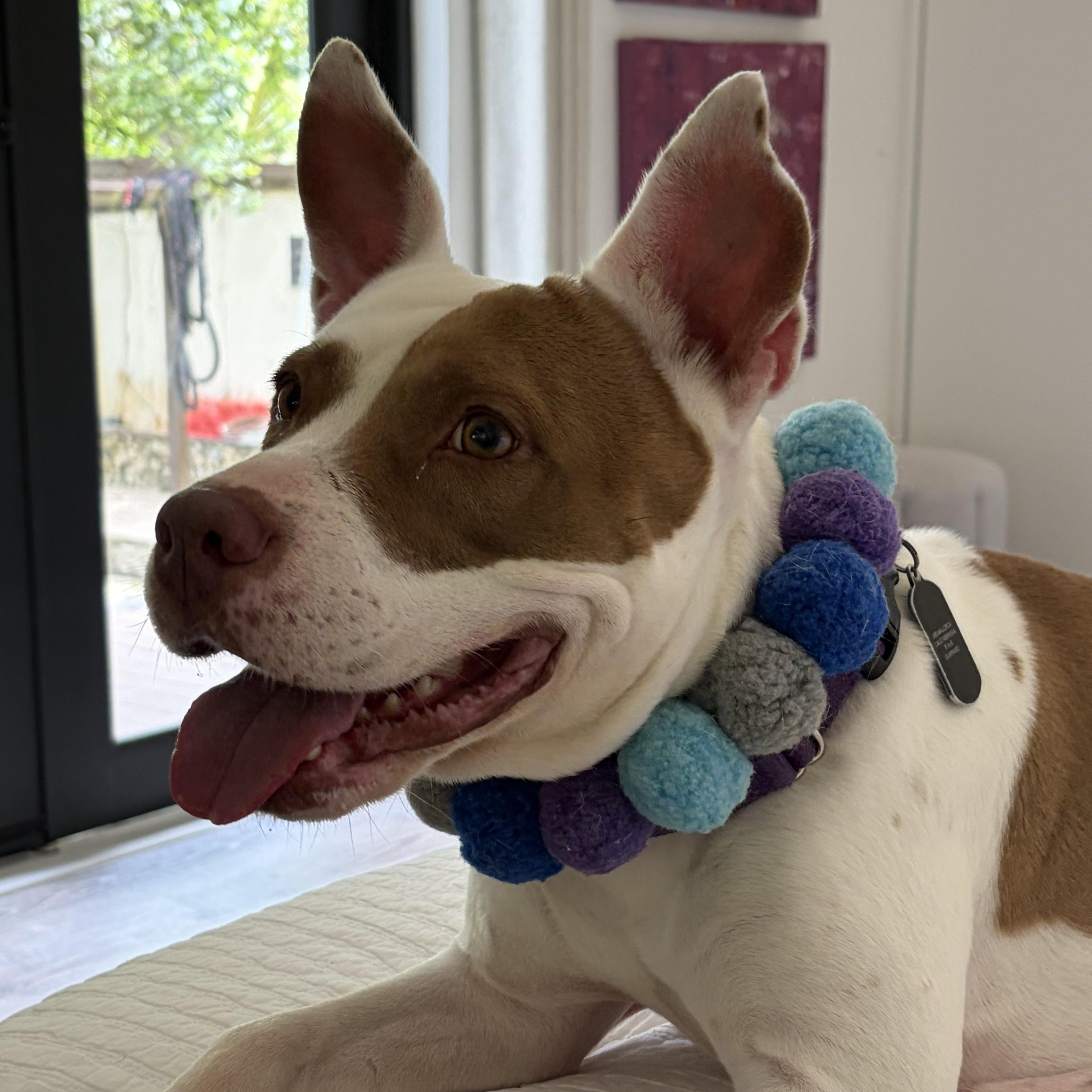 Enlarge Dulce, a Adoptable mixed breed in Phoenixville , PA image 6/6