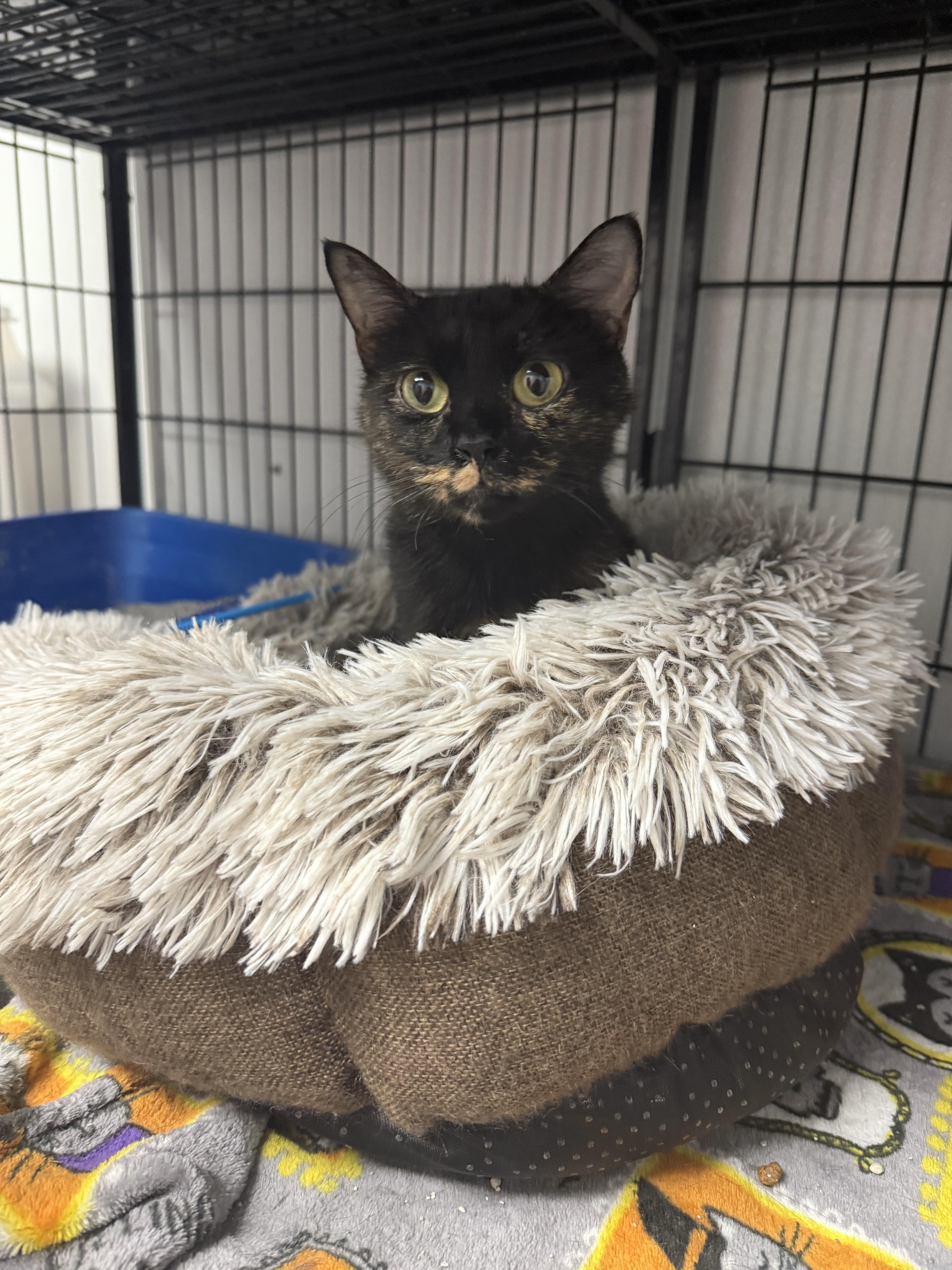 Sonia, Adult Female Domestic Short Hair