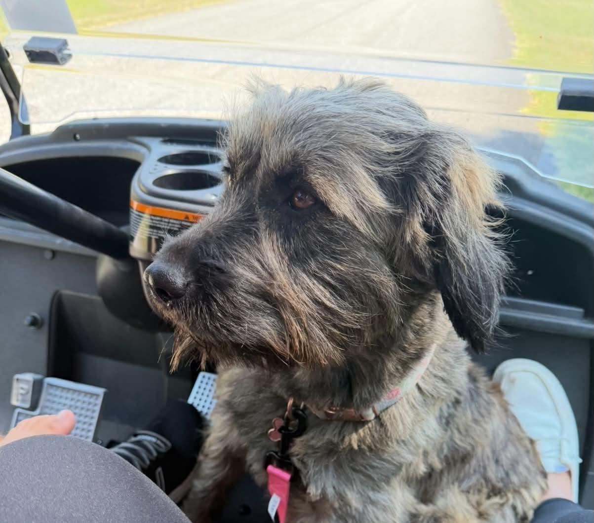 Enlarge Quinn, a Adoptable Labradoodle in Reddick, FL image 3/5