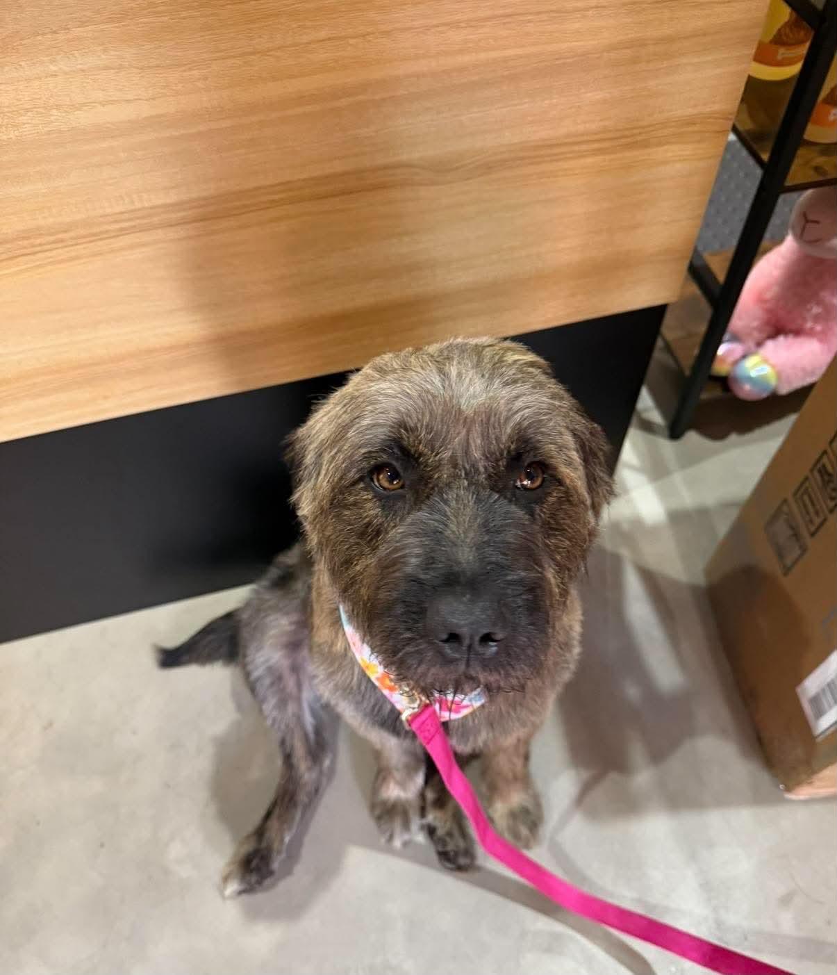 Enlarge Quinn, a Adoptable Labradoodle in Reddick, FL image 5/5