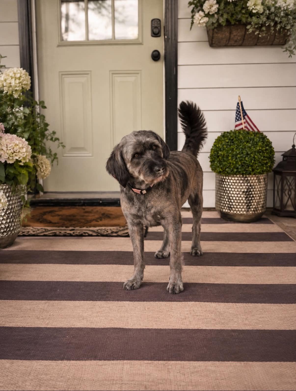 Quinn, Adoptable, Adult Female Labradoodle.