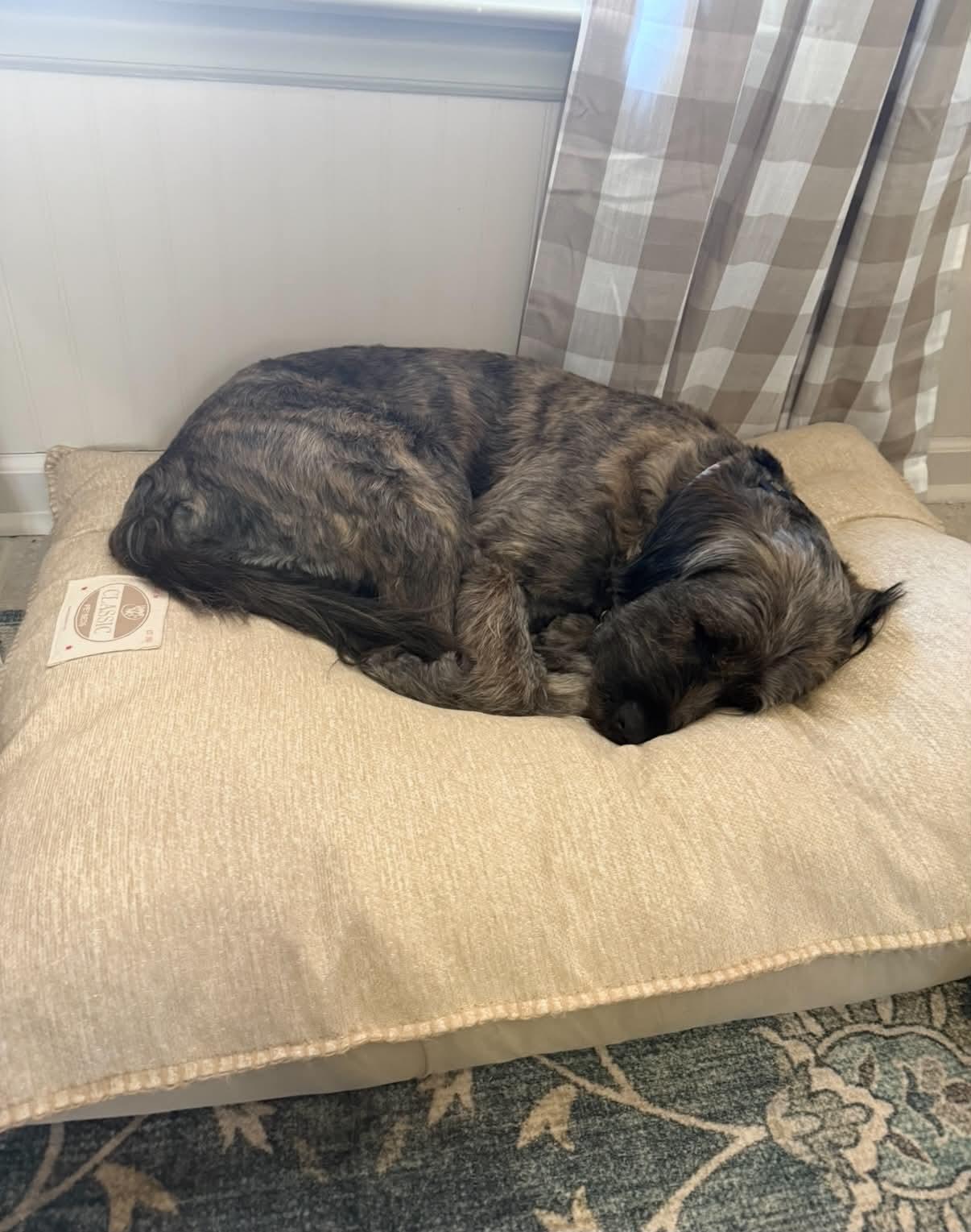 Enlarge Quinn, a Adoptable Labradoodle in Reddick, FL image 2/5