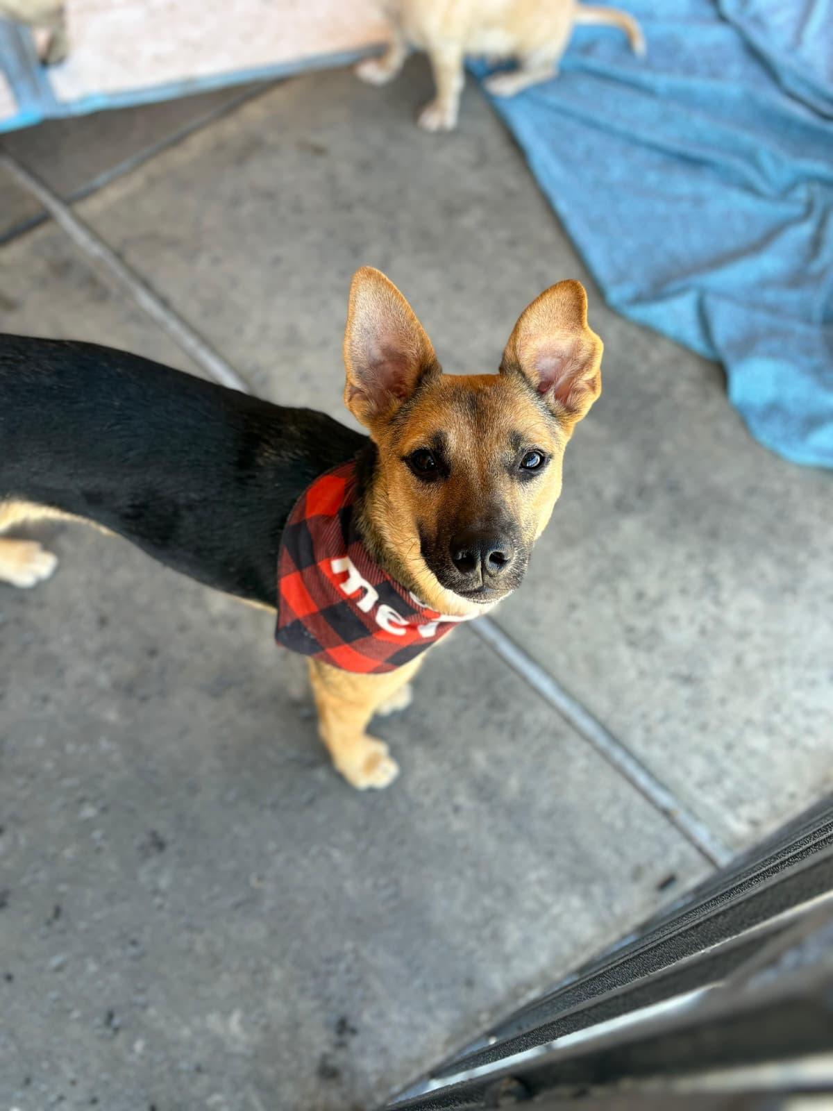 Renata, Adoptable, Puppy Female Mixed Breed & Shepherd.