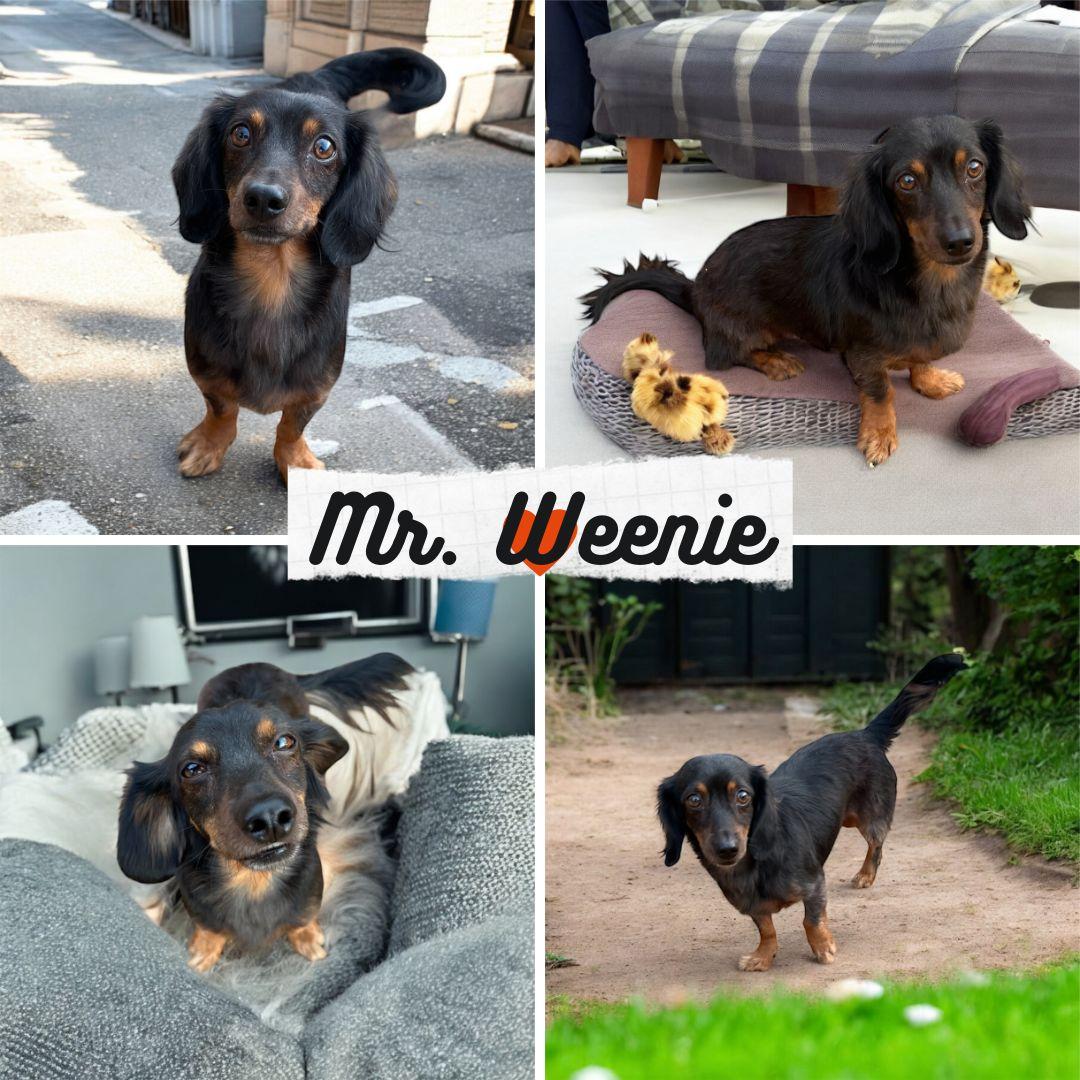 Enlarge Mr. Weenie, an adopted mixed breed in Sewaren, NJ image 1/2