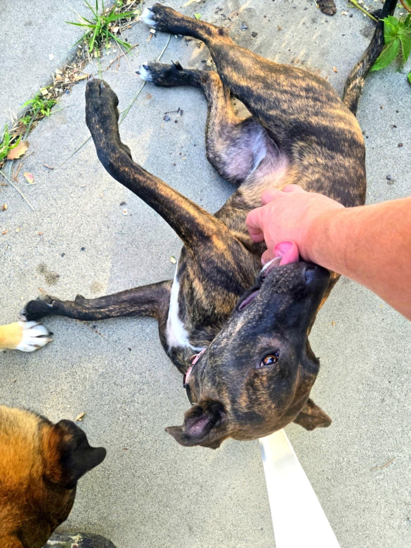 Foxee, a Adopted Plott Hound in Salt Lake City, UT image 1/3
