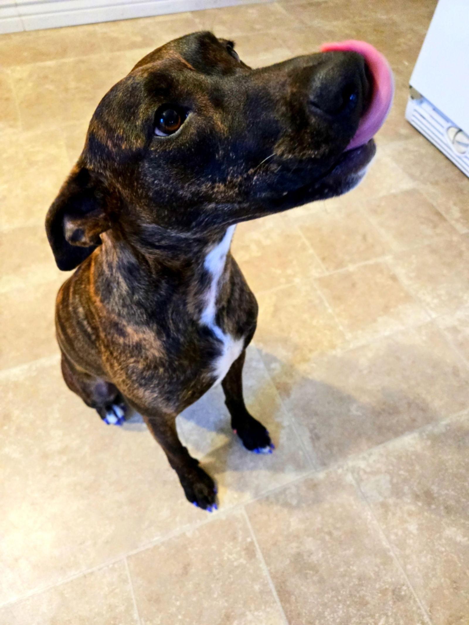 Foxee, a Adopted Plott Hound in Salt Lake City, UT image 2/3