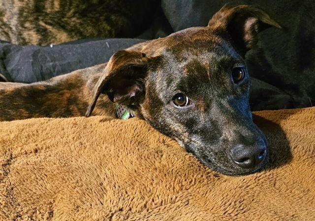 Foxee, a Adopted Plott Hound in Salt Lake City, UT image 3/3