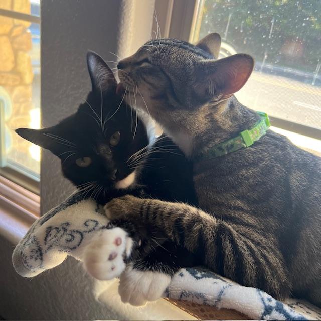 Daisy Duke, Adopted, Young Female Domestic Short Hair.