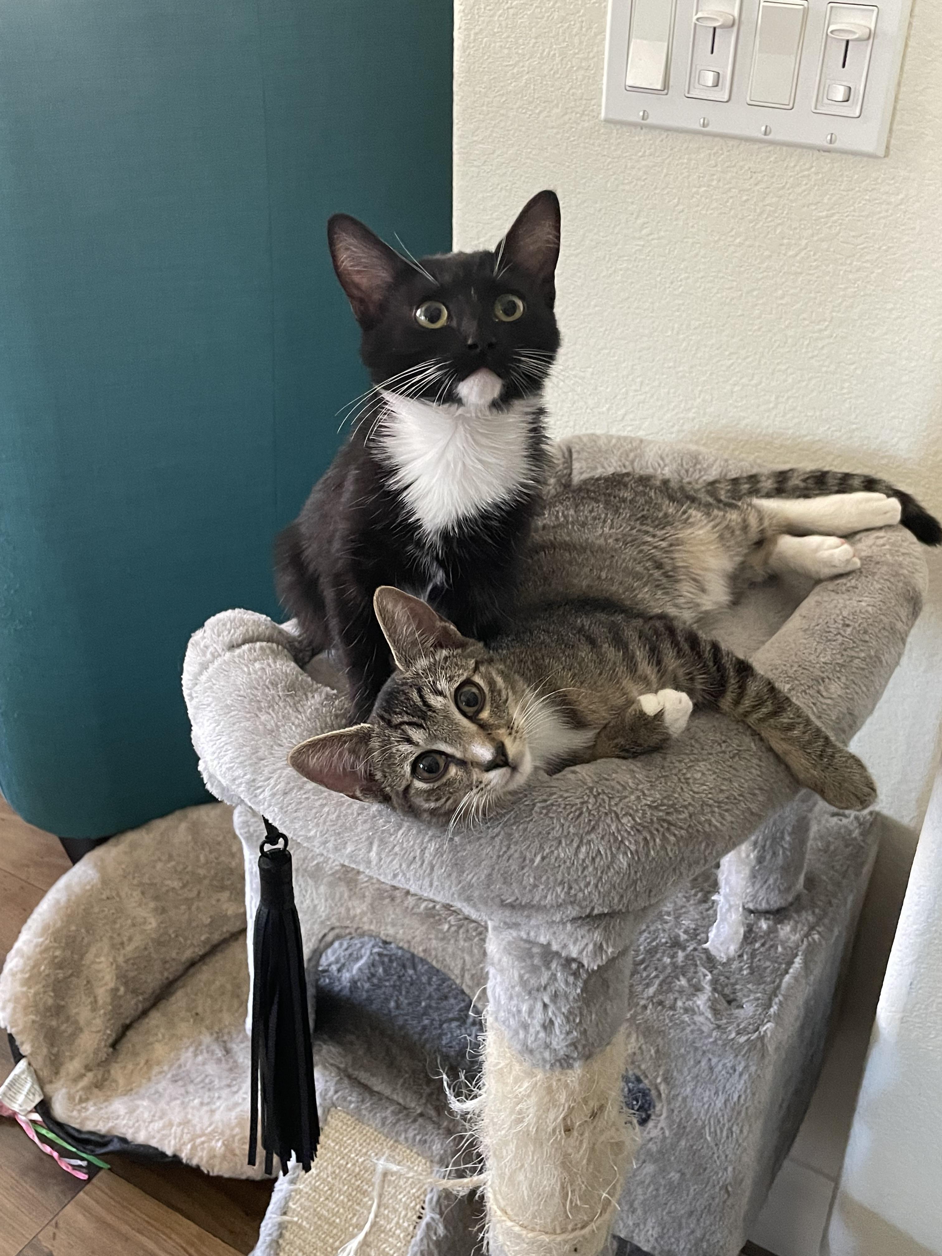 Enlarge Daisy Duke, a Adopted mixed breed in Tracy, CA image 2/3