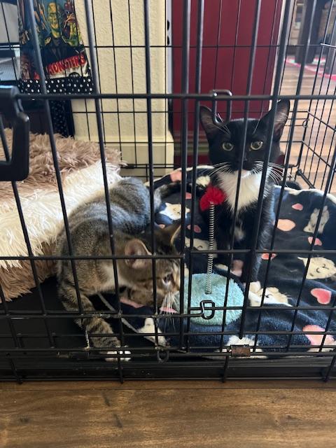 Enlarge Daisy Duke, a Adopted mixed breed in Tracy, CA image 3/3