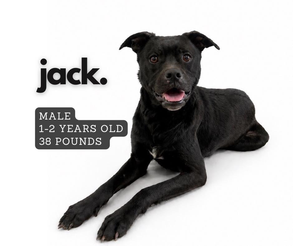 Enlarge Jack, a Adoptable mixed breed in Ashland, KY image 1/1