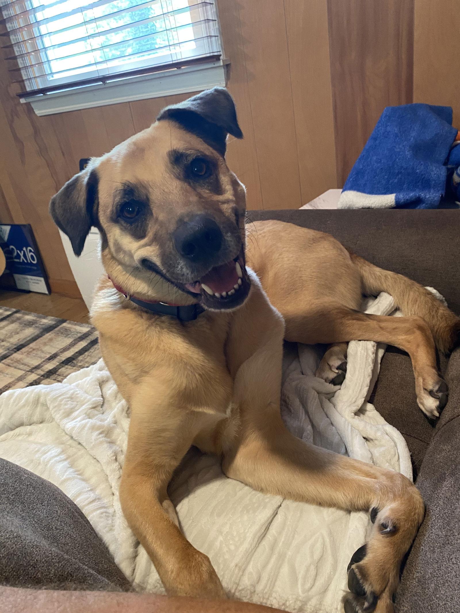 LUCAS, Adoptable, Adult Male Mixed Breed.