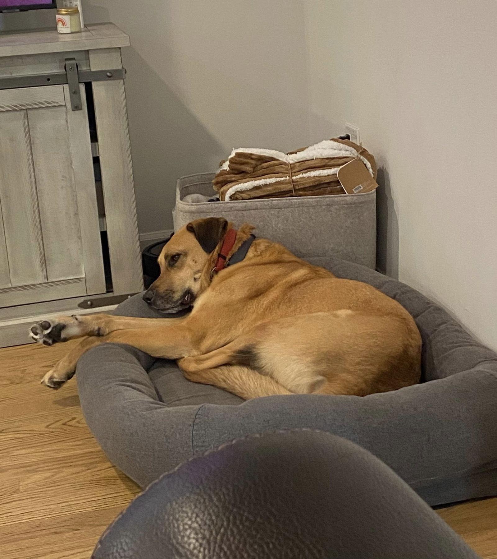 LUCAS, Adoptable, Adult Male Mixed Breed.