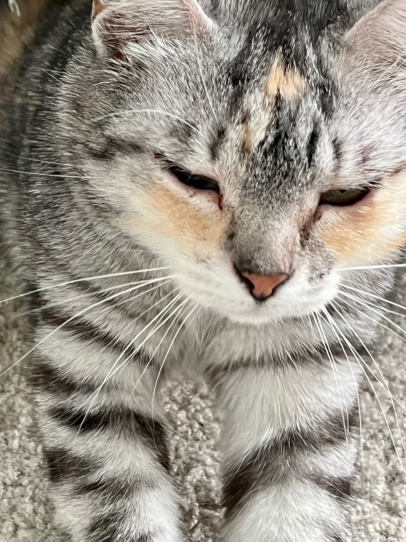 Edie, Adoptable, Young Female Domestic Short Hair.