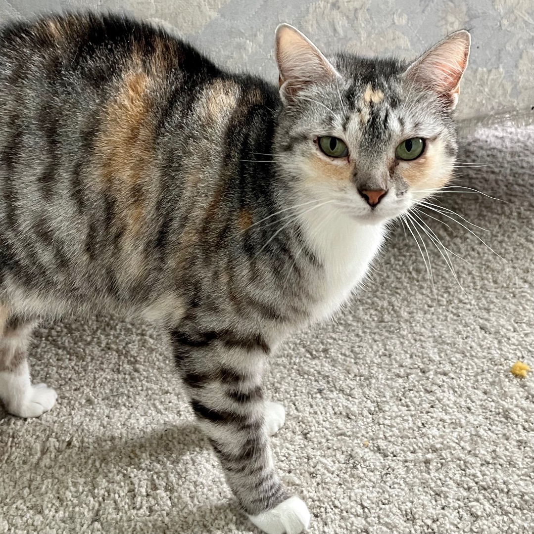 Edie, a Adoptable Domestic Short Hair in Gallatin, TN image 2/2