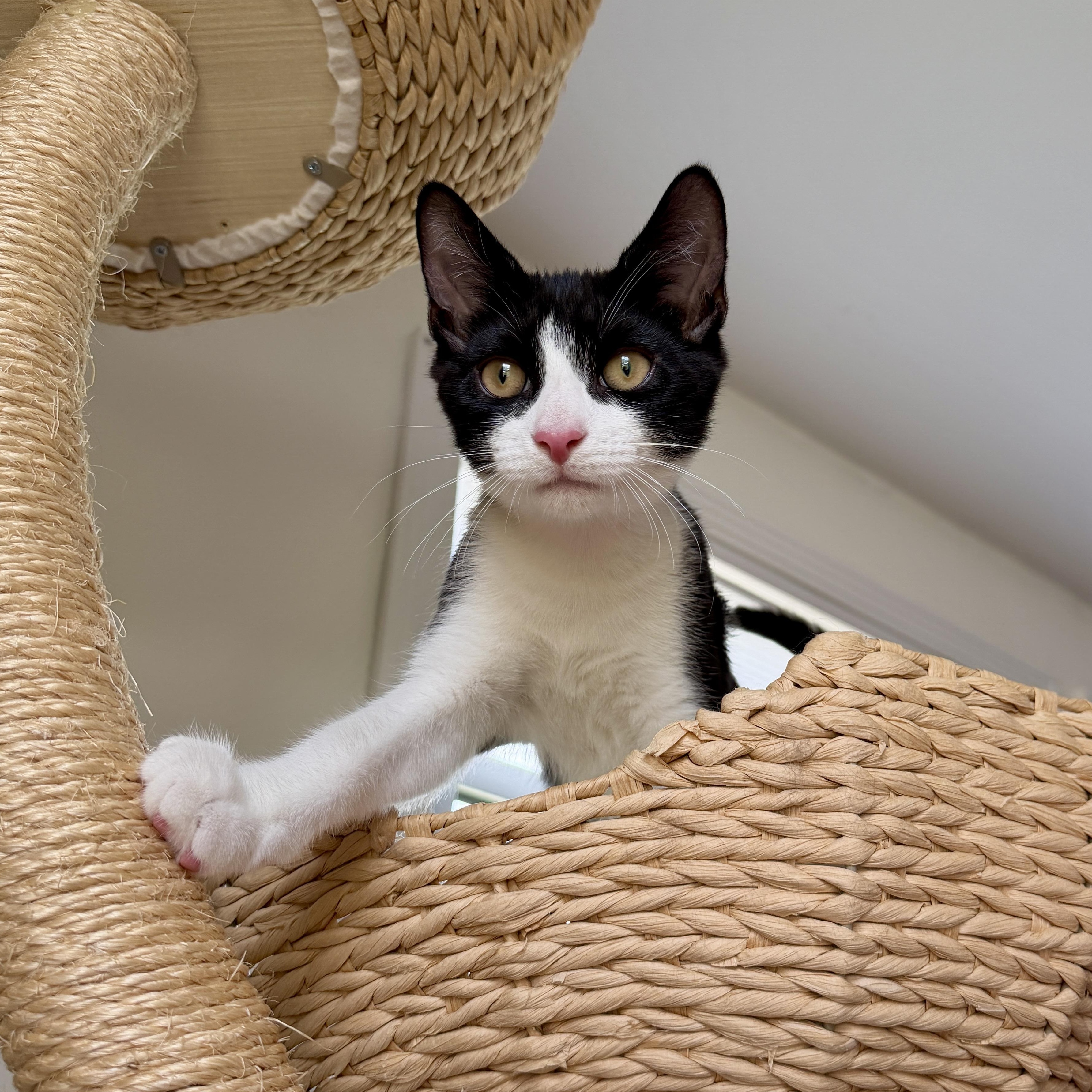 Enlarge BALBOA, a Adoptable Domestic Short Hair in East Greenwich, RI image 5/6