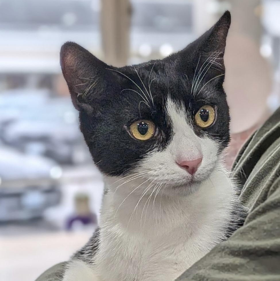 Enlarge BALBOA, a Adoptable Domestic Short Hair in East Greenwich, RI image 2/6