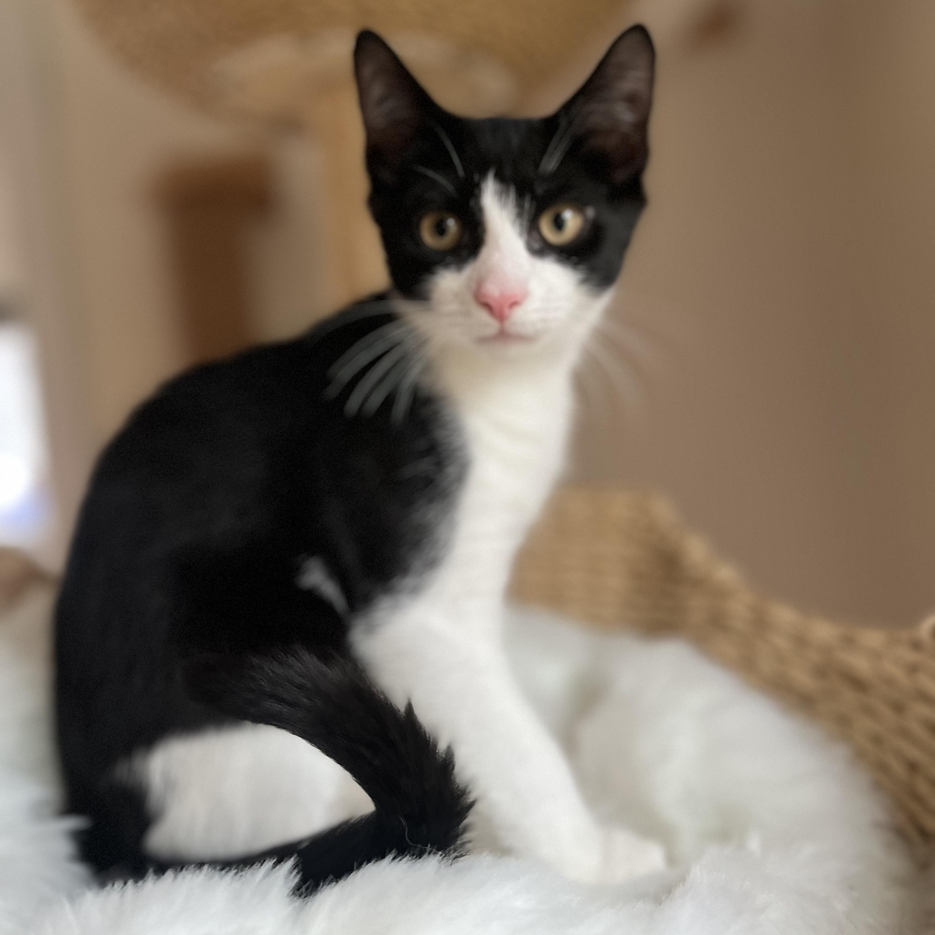 BALBOA, Adoptable, Kitten Male Domestic Short Hair.