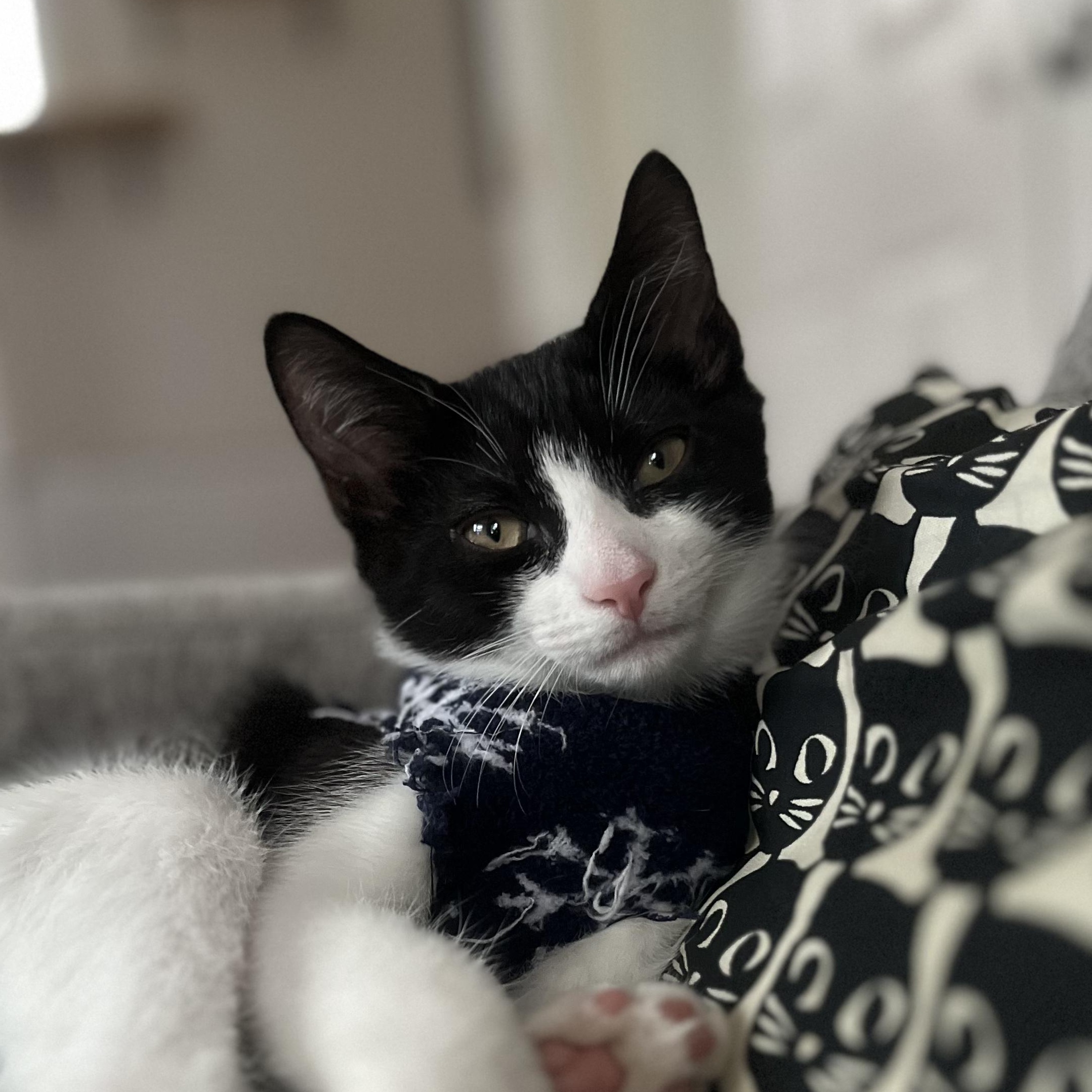 Enlarge BALBOA, a Adoptable Domestic Short Hair in East Greenwich, RI image 3/6