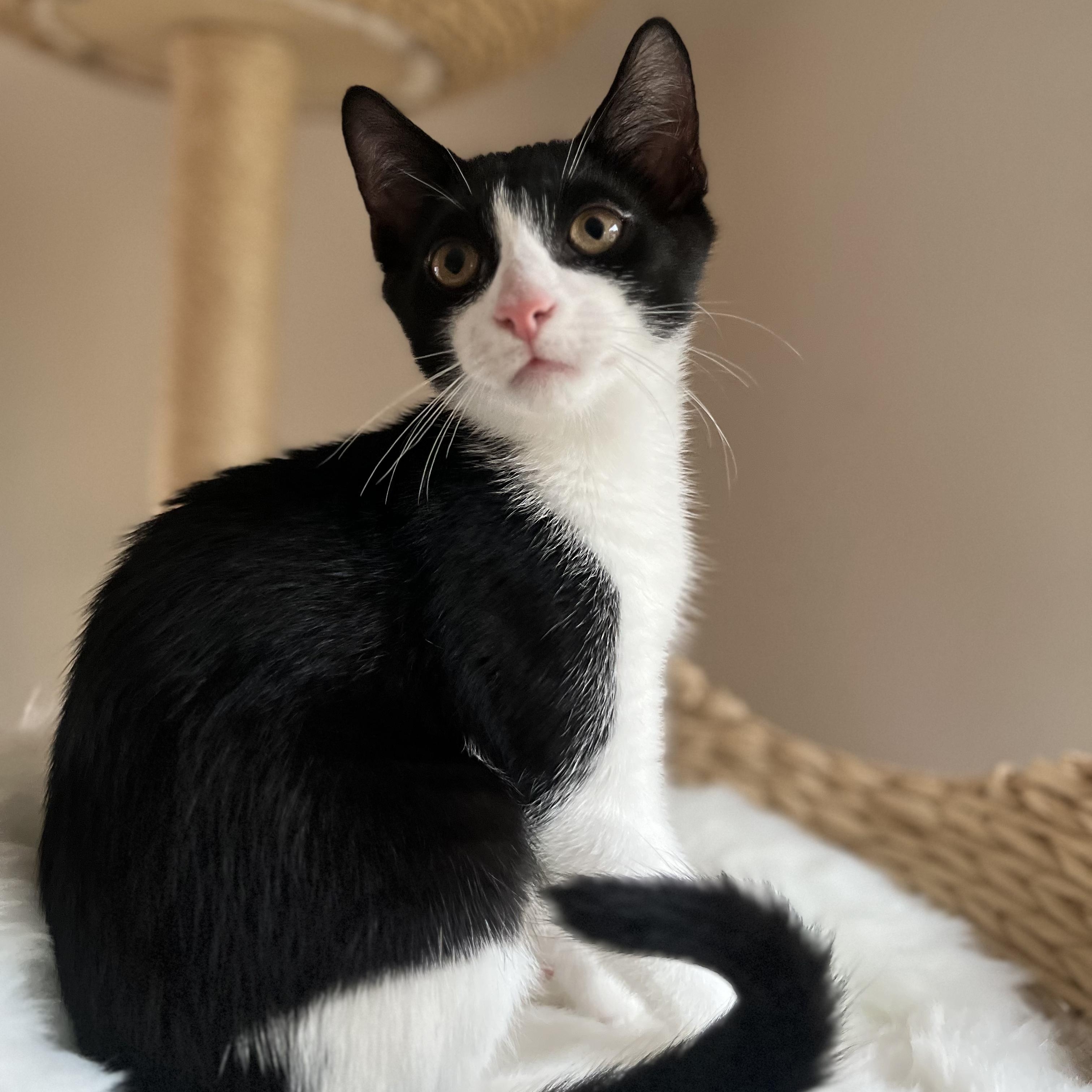 Enlarge BALBOA, a Adoptable Domestic Short Hair in East Greenwich, RI image 4/6