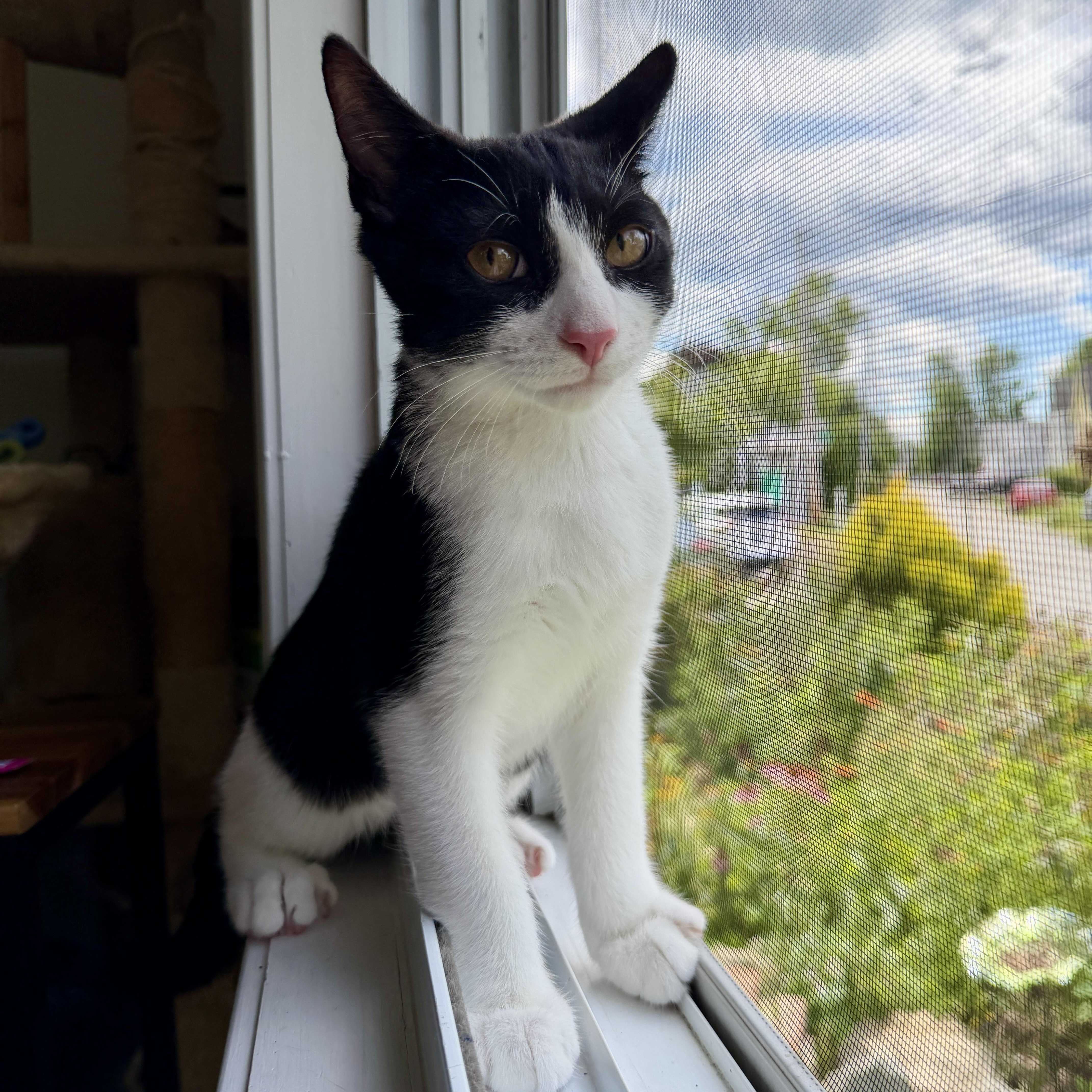 Enlarge BALBOA, a Adoptable Domestic Short Hair in East Greenwich, RI image 6/6