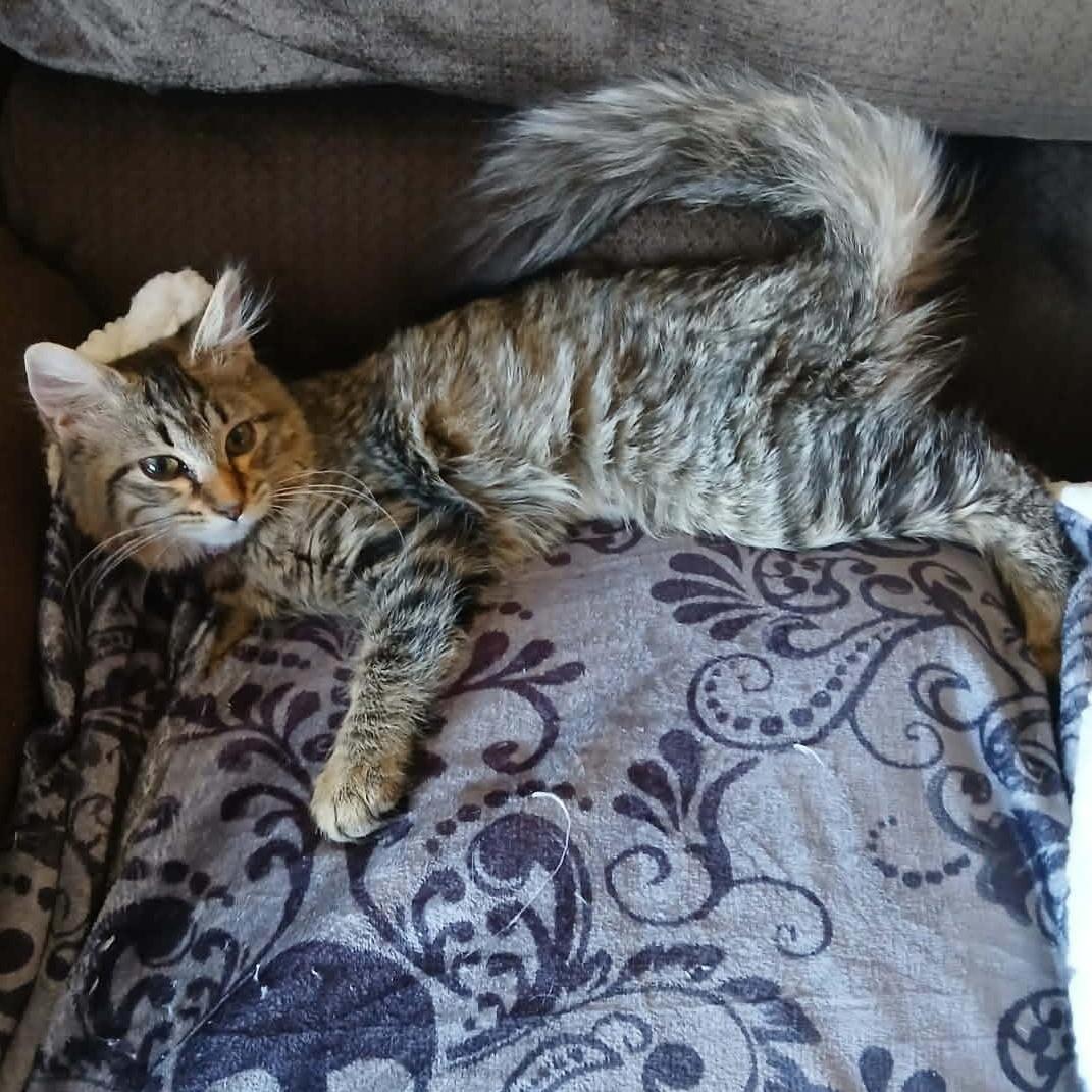 Ellie, ADOPTABLE, Kitten Female American Shorthair.