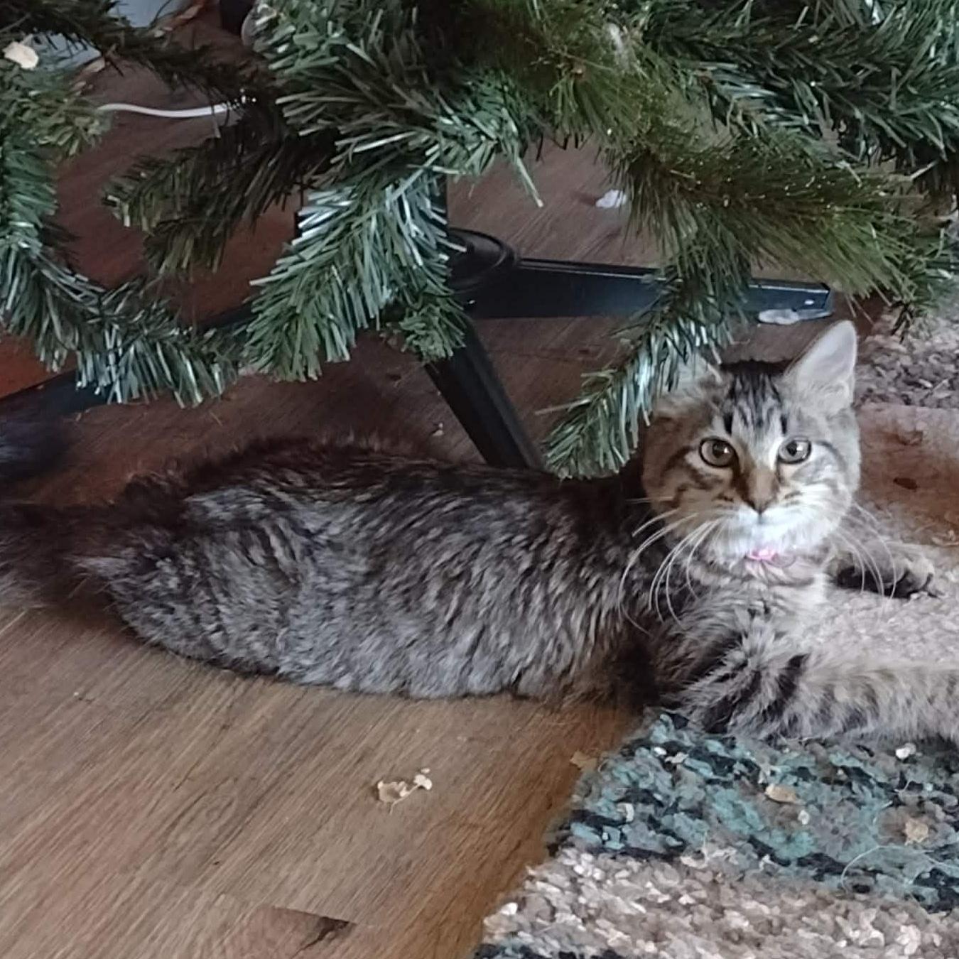 Enlarge Ellie, a ADOPTABLE American Shorthair in Yukon, OK image 2/4