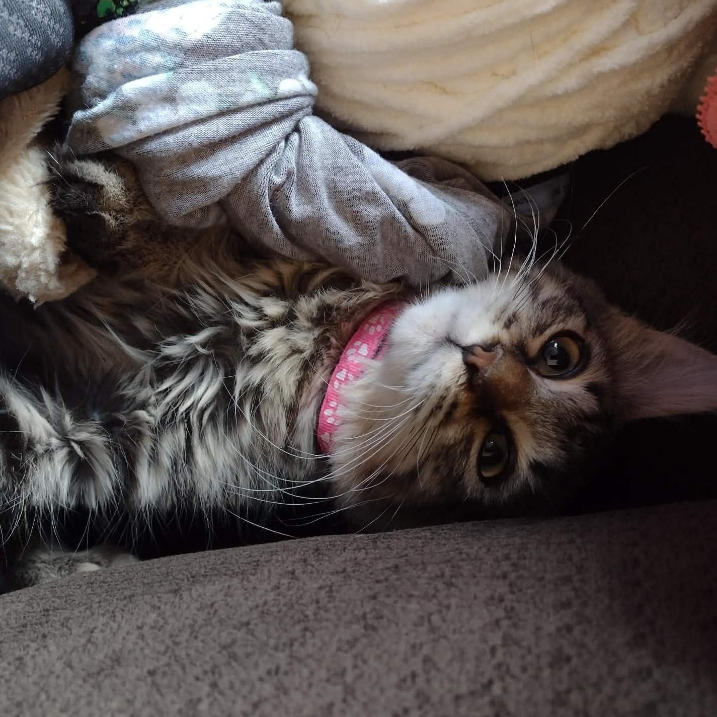 Enlarge Ellie, a ADOPTABLE American Shorthair in Yukon, OK image 3/4