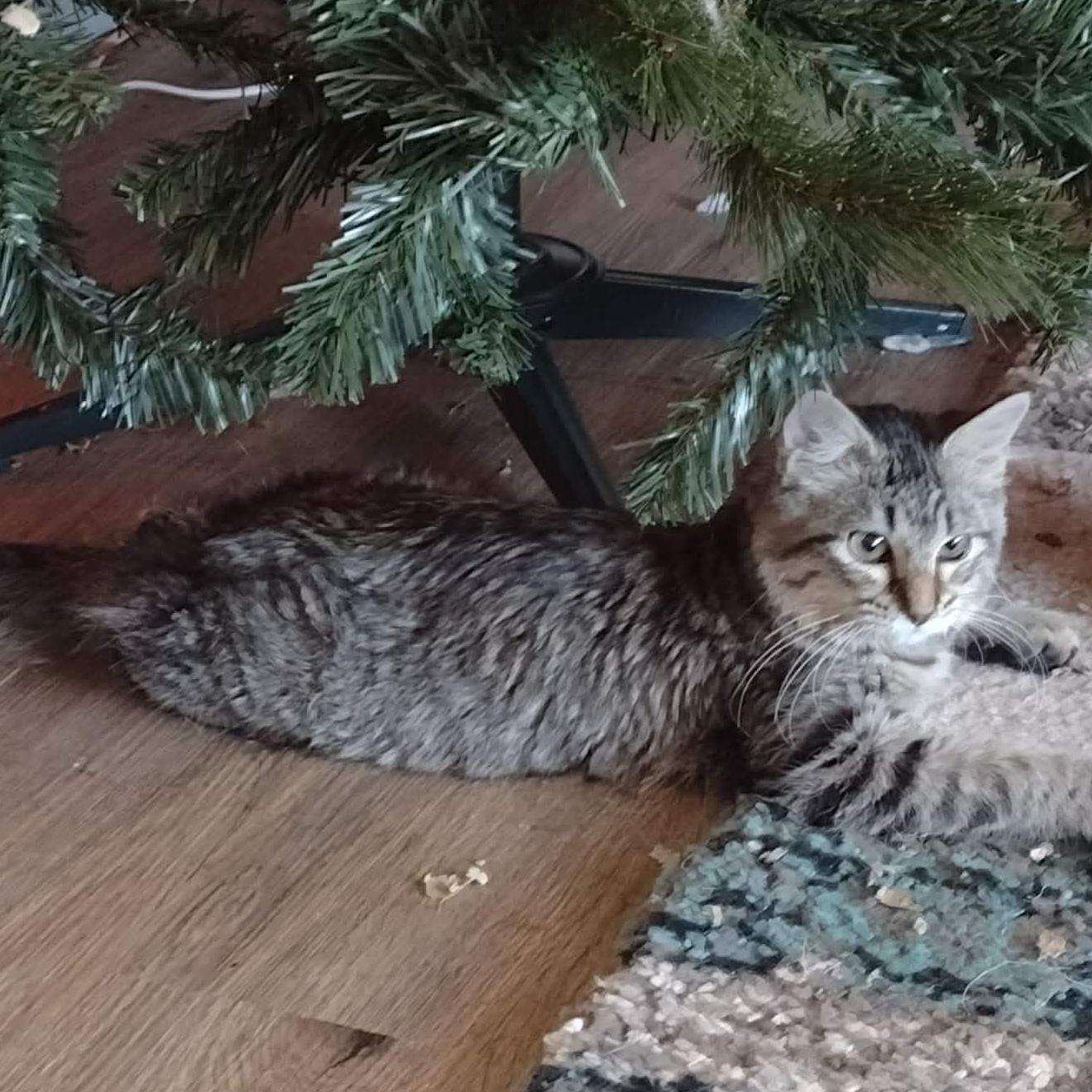 Enlarge Ellie, a ADOPTABLE American Shorthair in Yukon, OK image 4/4