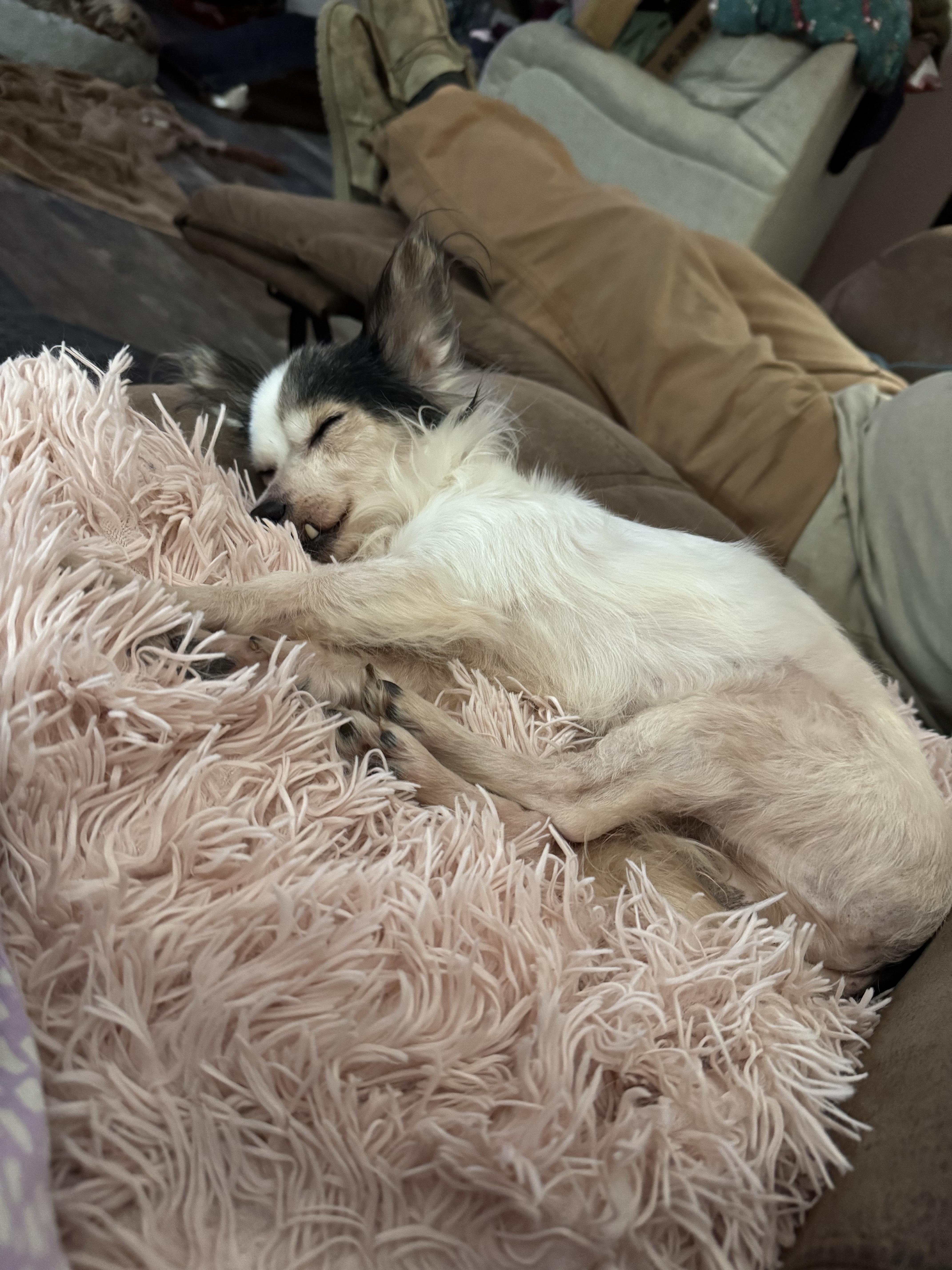 Enlarge Gnocci, a ADOPTABLE Chihuahua in Memphis, TN image 1/4