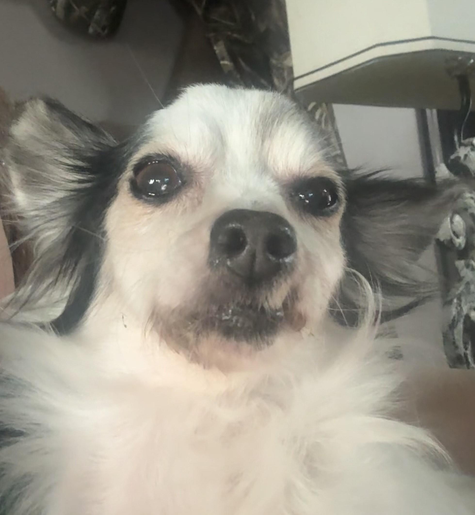 Enlarge Gnocci, a ADOPTABLE Chihuahua in Memphis, TN image 4/4