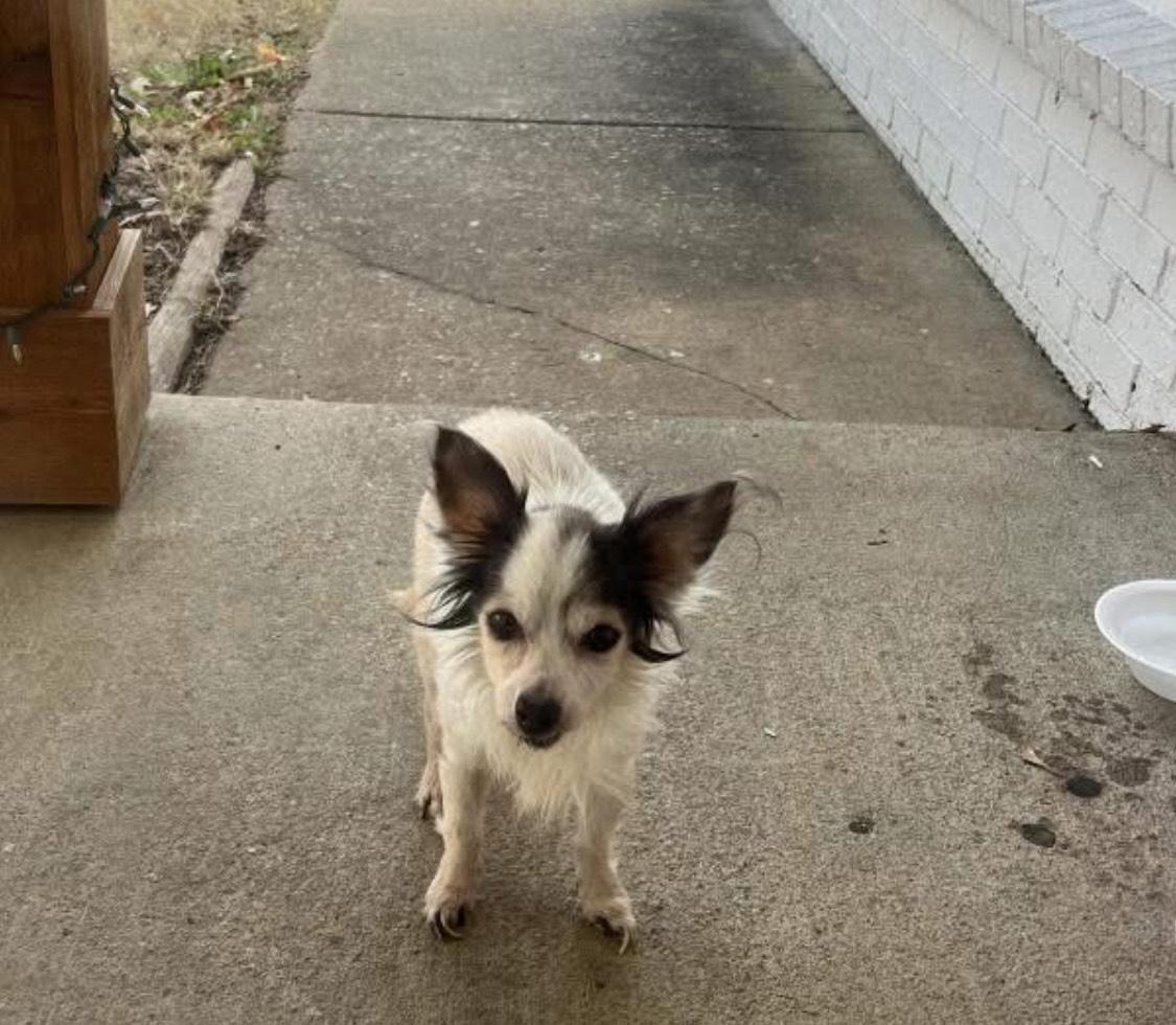Enlarge Gnocci, a ADOPTABLE Chihuahua in Memphis, TN image 2/4