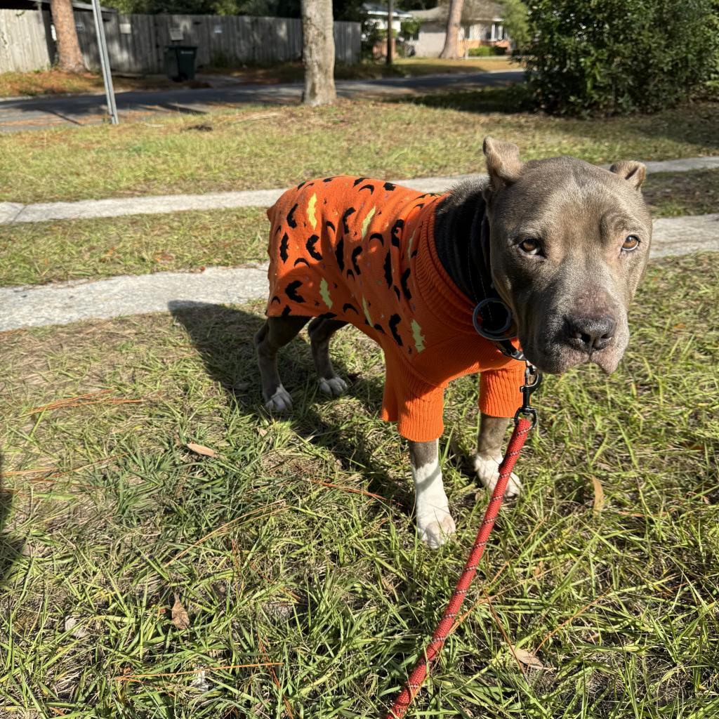 Penny Lucky, a Adoptable Mixed Breed in Savannah, GA image 1/2