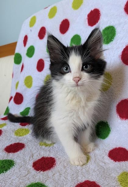 Skipper, a ADOPTABLE Domestic Short Hair in Cranbrook, BC image 2/3