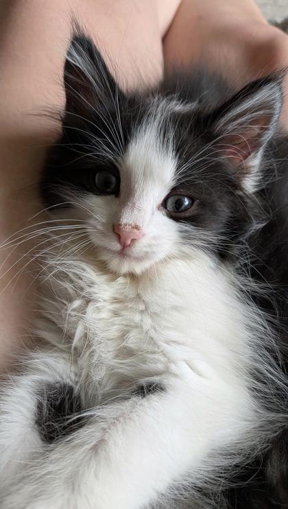 Skipper, a ADOPTABLE Domestic Short Hair in Cranbrook, BC image 3/3