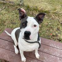 Queenie, Adult Female Mixed Breed